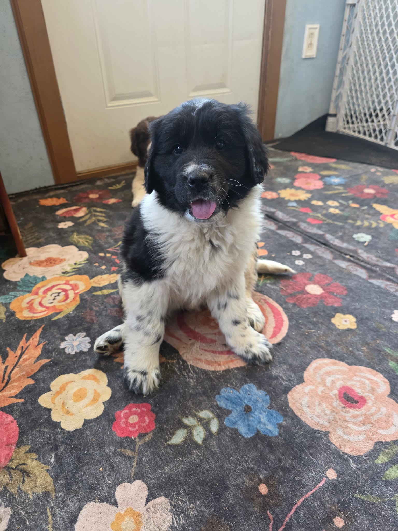 Mickey – Newfoundland, Golden Retriever puppy for sale in Brainerd, MN