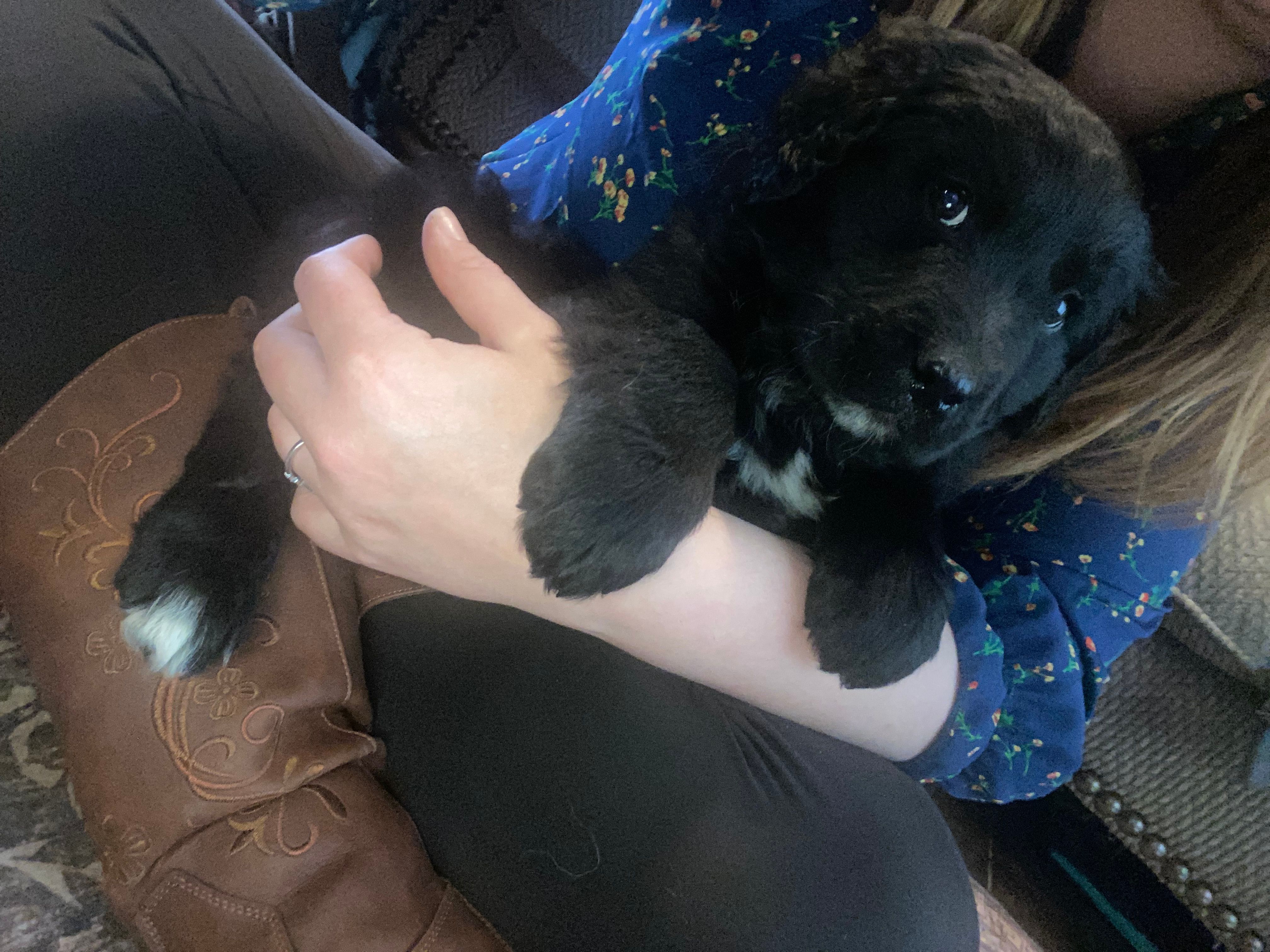 Jasper  – Newfoundland, Golden Pyrenees puppy for sale in Brainerd, MN