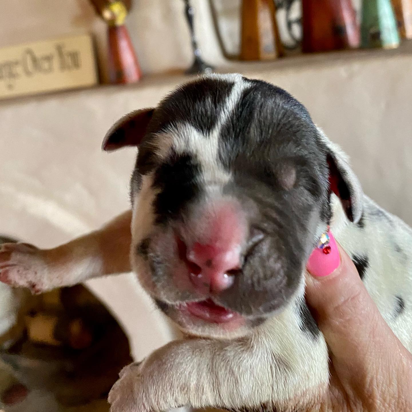 Hyperion Citadel Janus  – Great Dane puppy for sale in Atlanta, GA