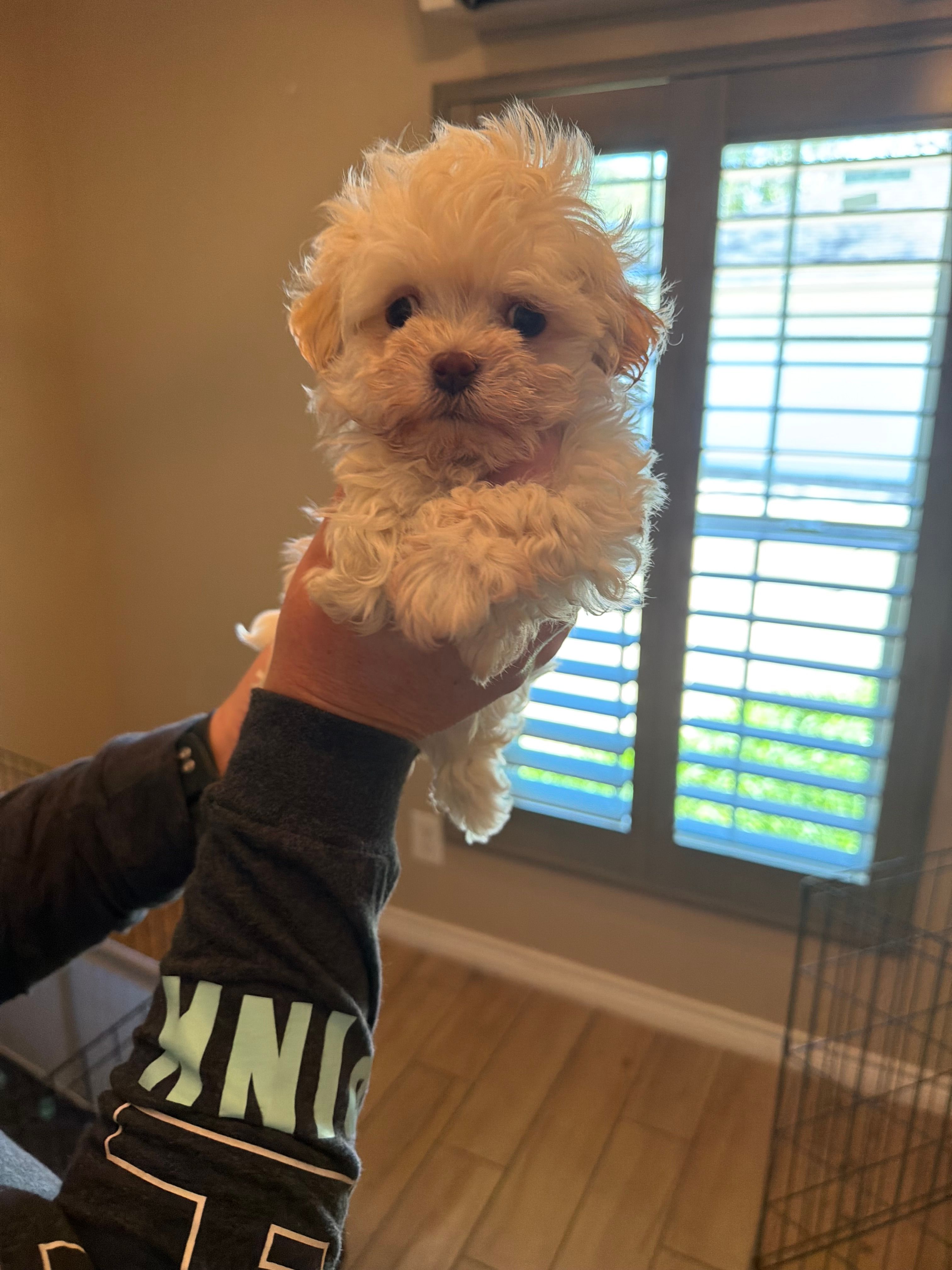 Opal – Havanese puppy for sale in Beaumont, TX