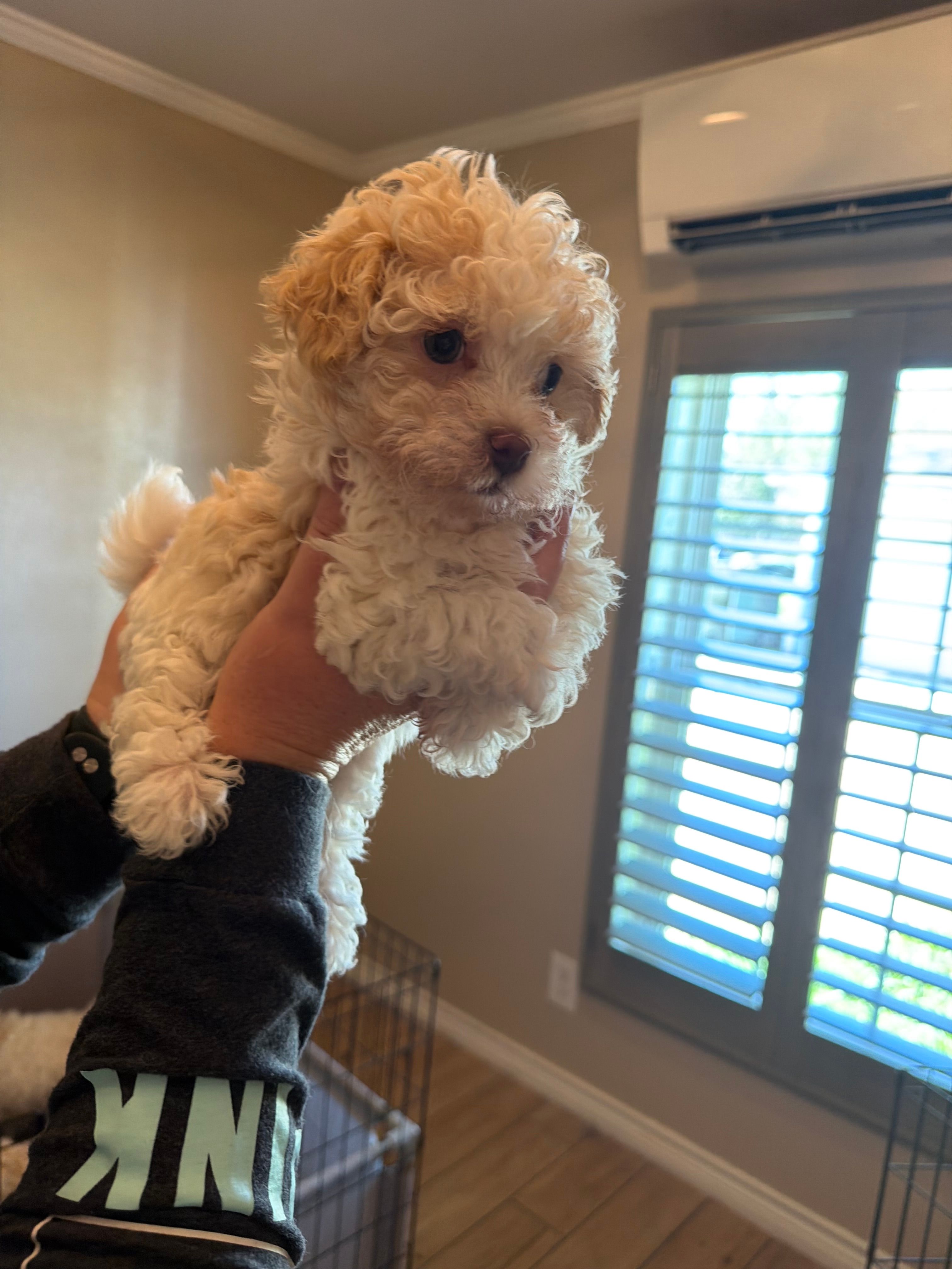 Diamond  – Havanese puppy for sale in Beaumont, TX