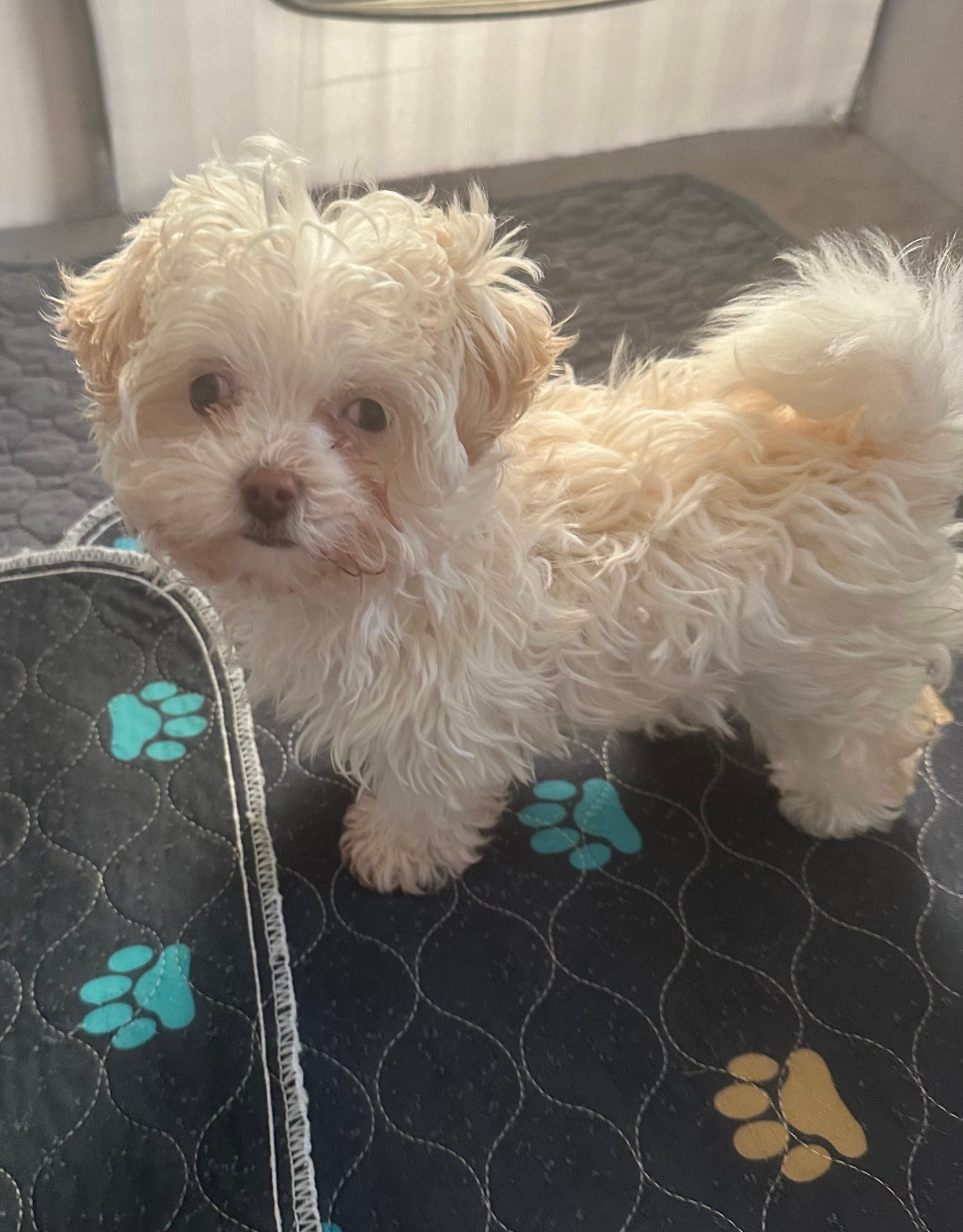 Cutie Pie Opal – Havanese puppy for sale in Beaumont, TX