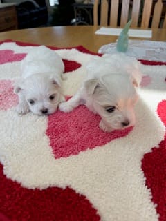 BUNNY RABBIT – Maltese puppy for sale in Georgetown, IN