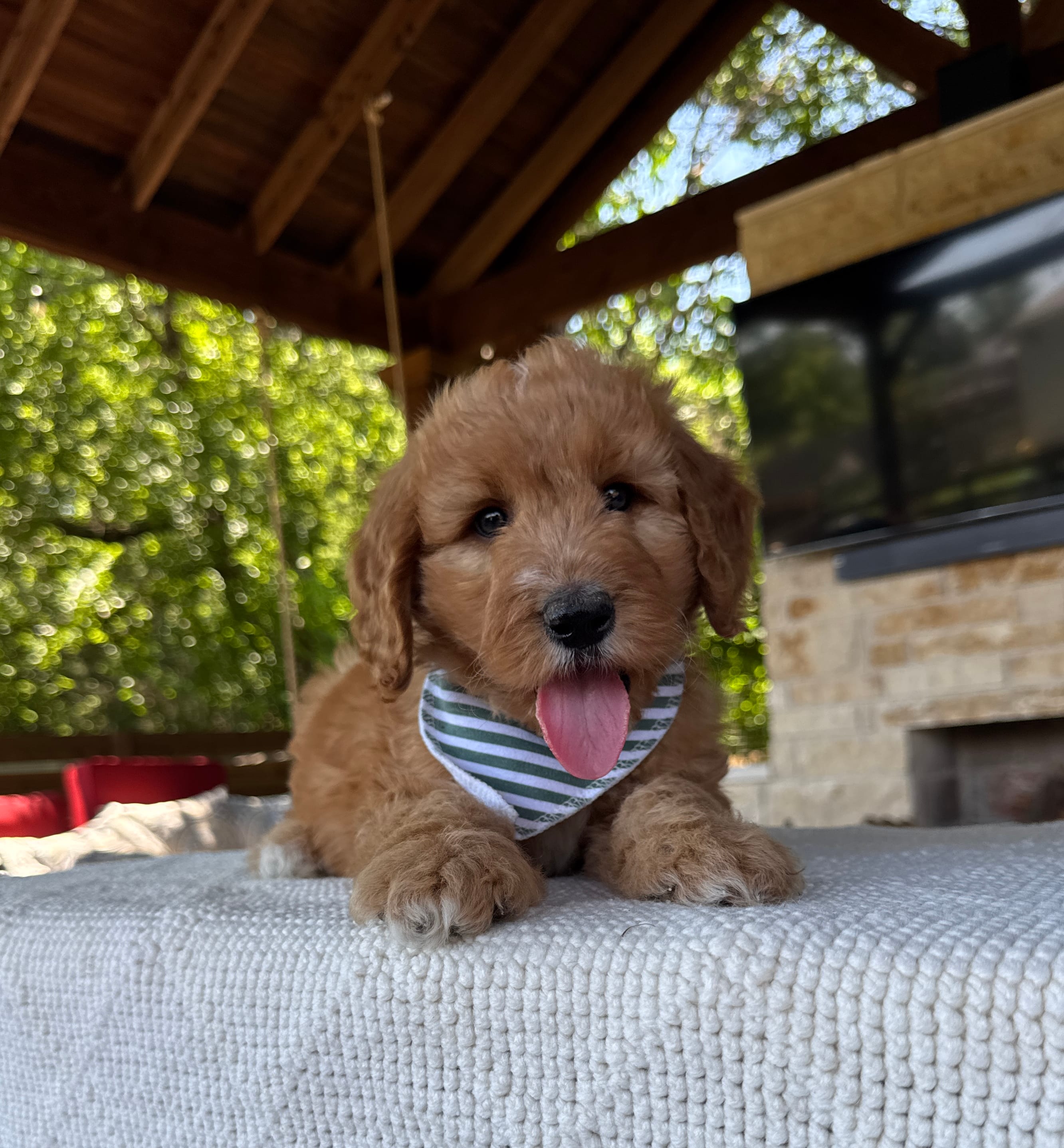 Cranberry – Goldendoodle puppy for sale in Fate, TX