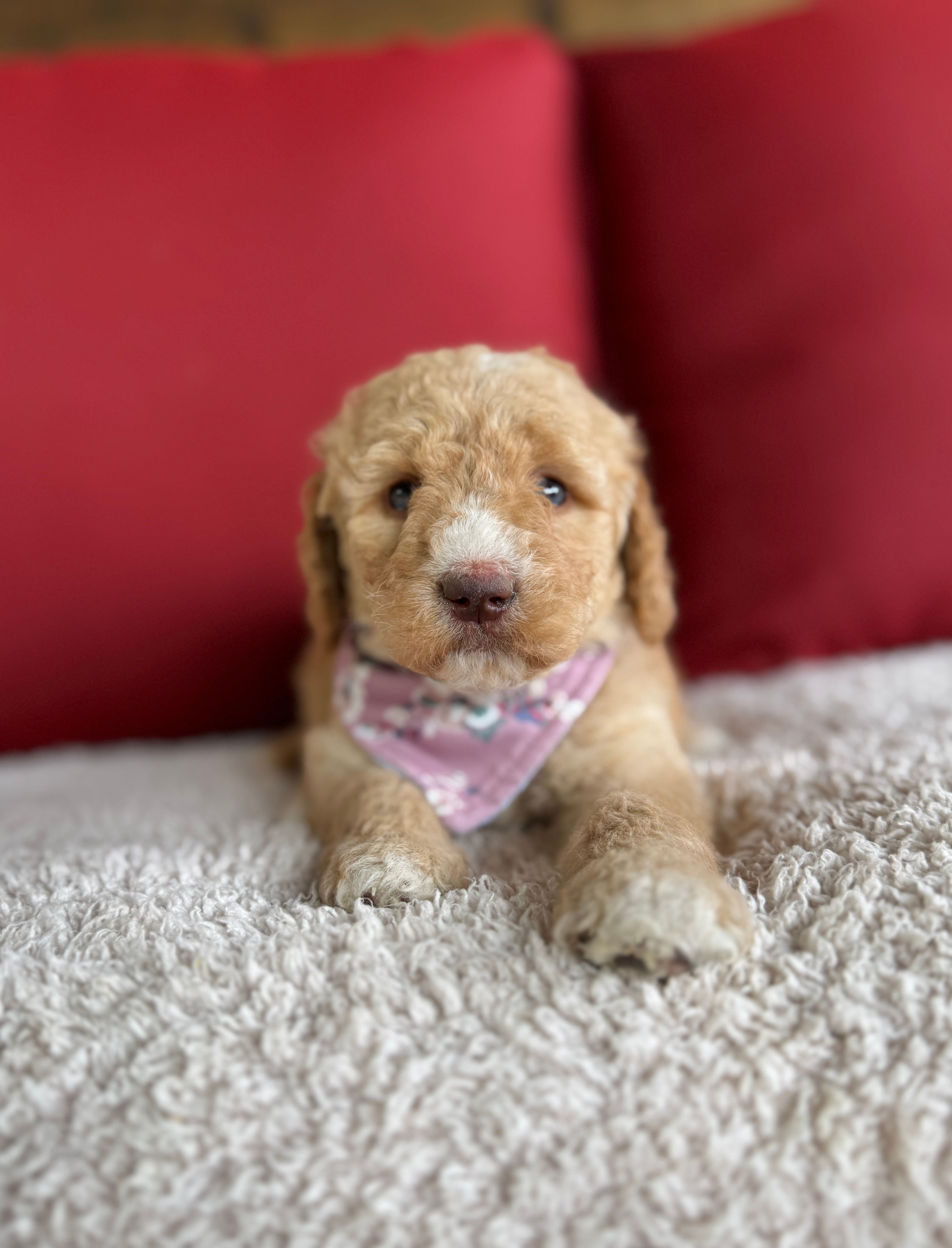 Saturn – Bernedoodle puppy for sale in Fate, TX