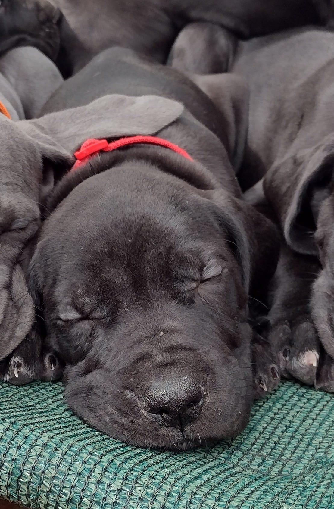 Big Red – Great Dane puppy for sale in Greenville, NC