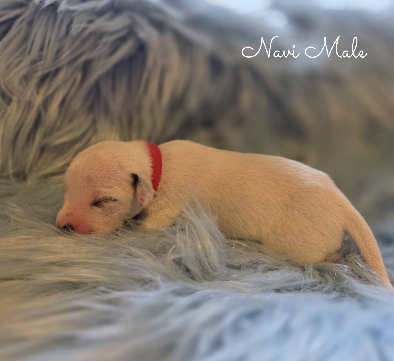 Navi-Wanderlust Litter  – Dalmatian puppy for sale in Elkton, VA