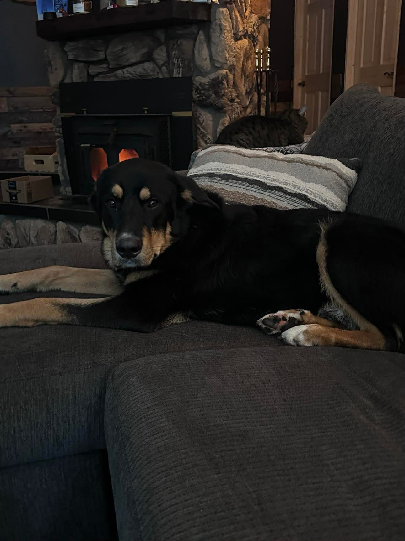 Moose – German Shepherd Dog, Bernese Mountain Dog puppy for sale in Arlington, WA