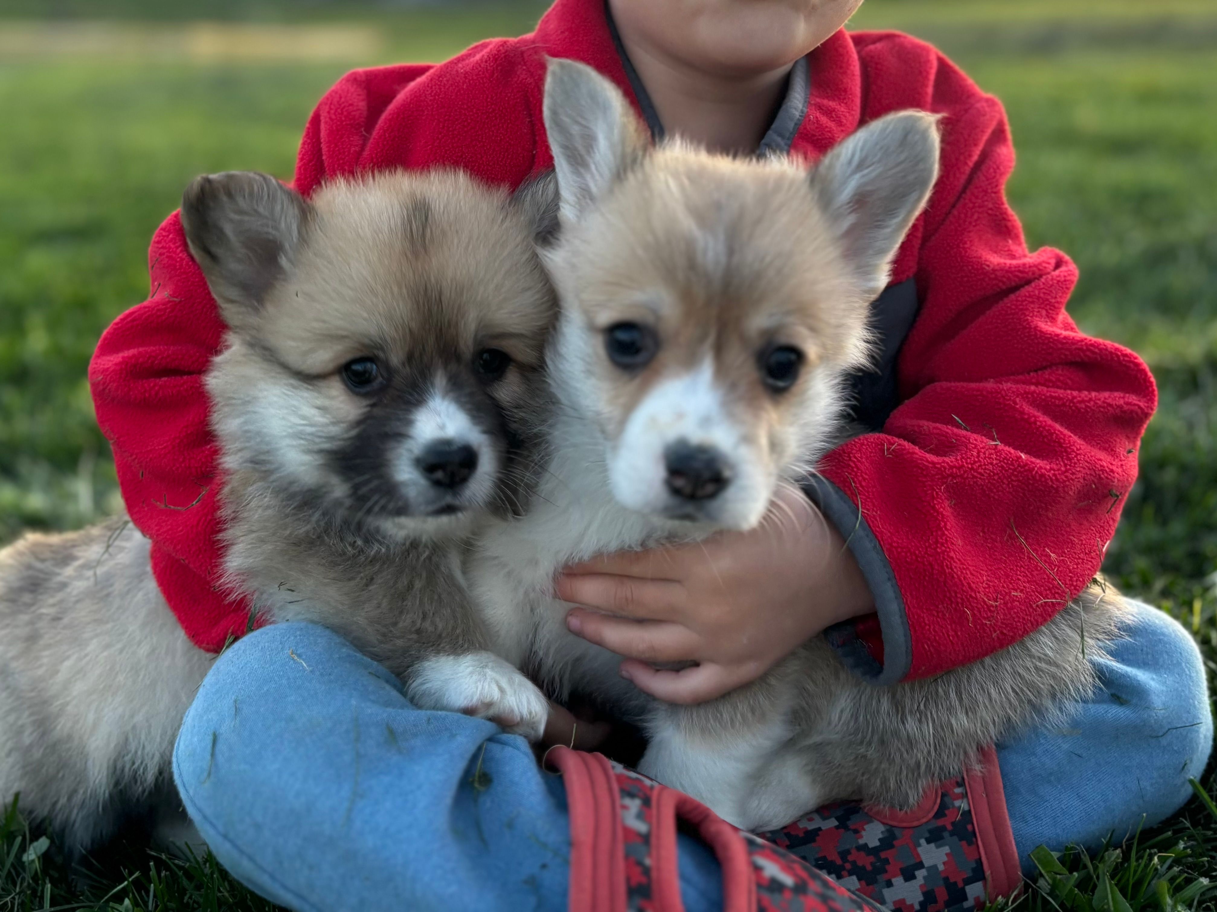 Fluffy2 – Pembroke Welsh Corgi puppy for sale in Cobleskill, NY