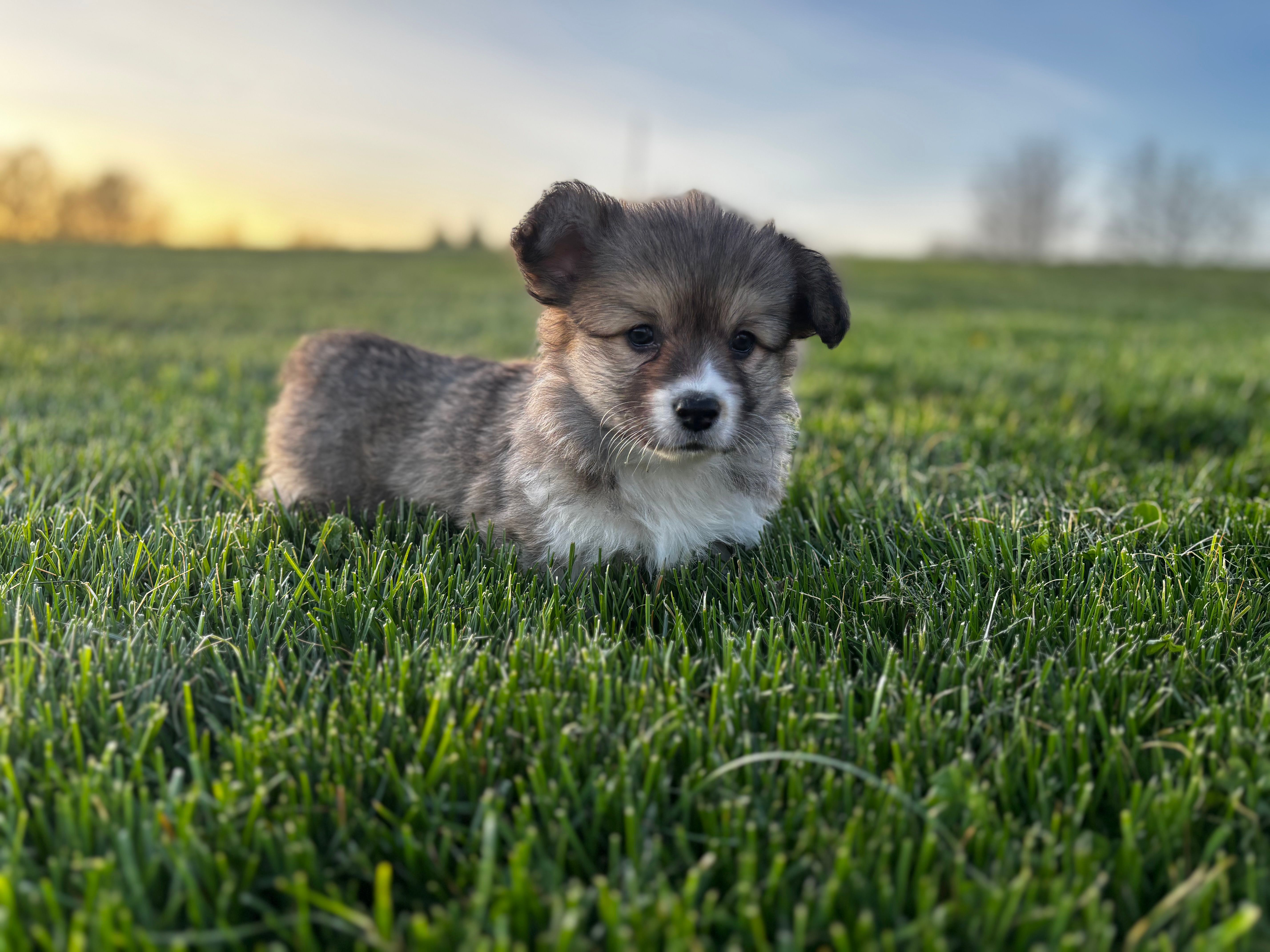 Fluffy – Pembroke Welsh Corgi puppy for sale in Cobleskill, NY