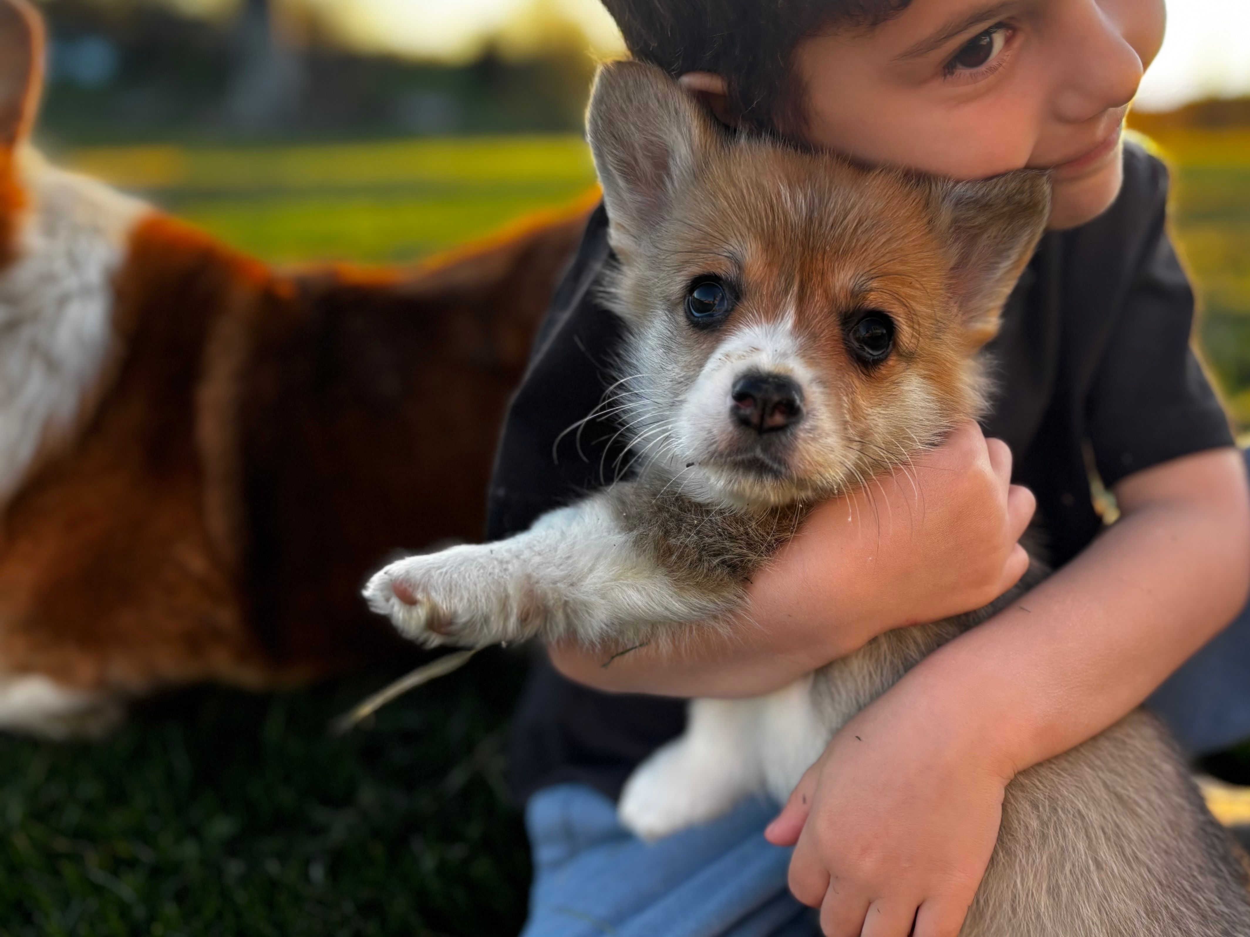Lucky – Pembroke Welsh Corgi puppy for sale in Cobleskill, NY