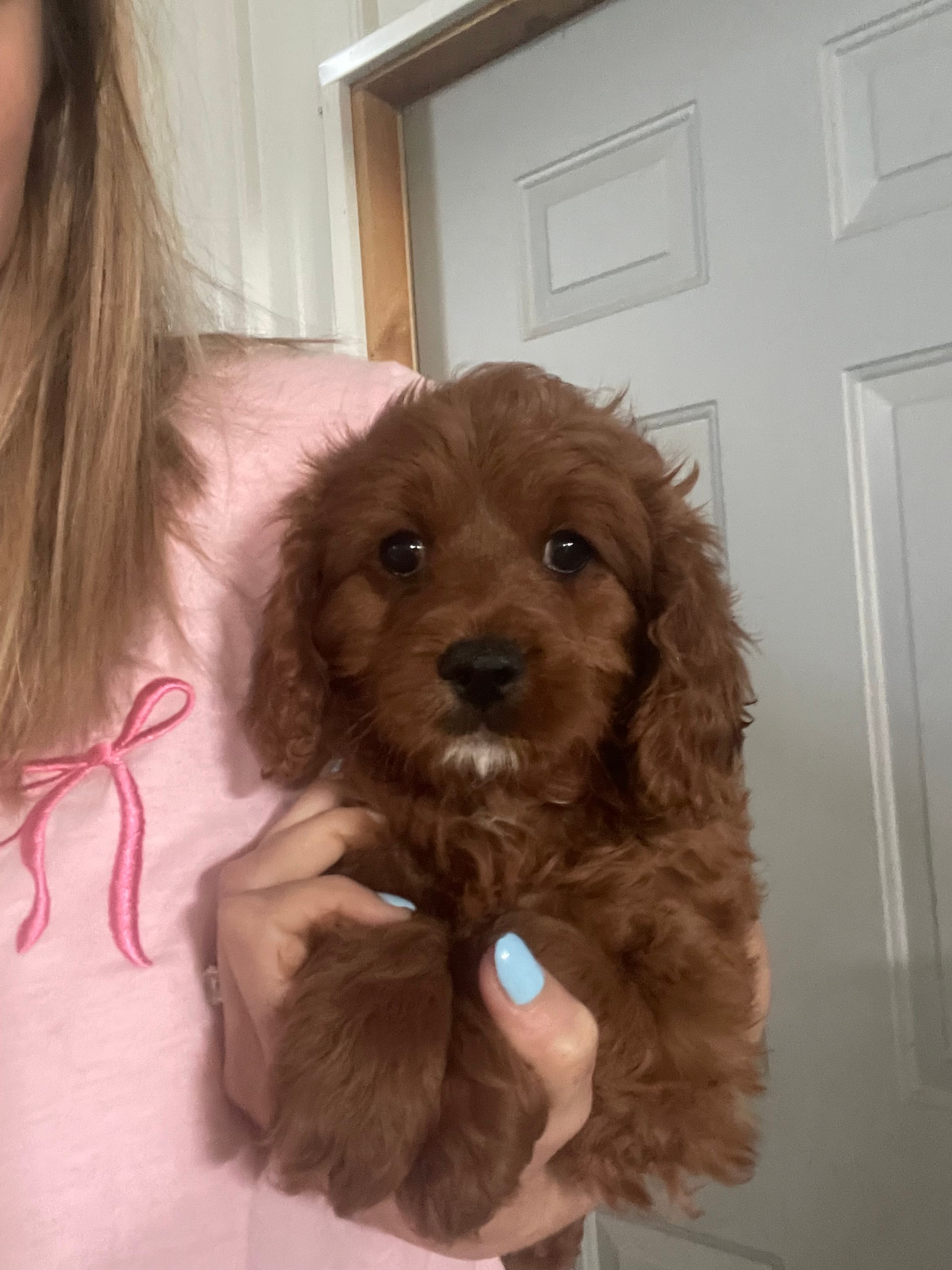 Samson  – Cavapoo puppy for sale in Lancaster, MO
