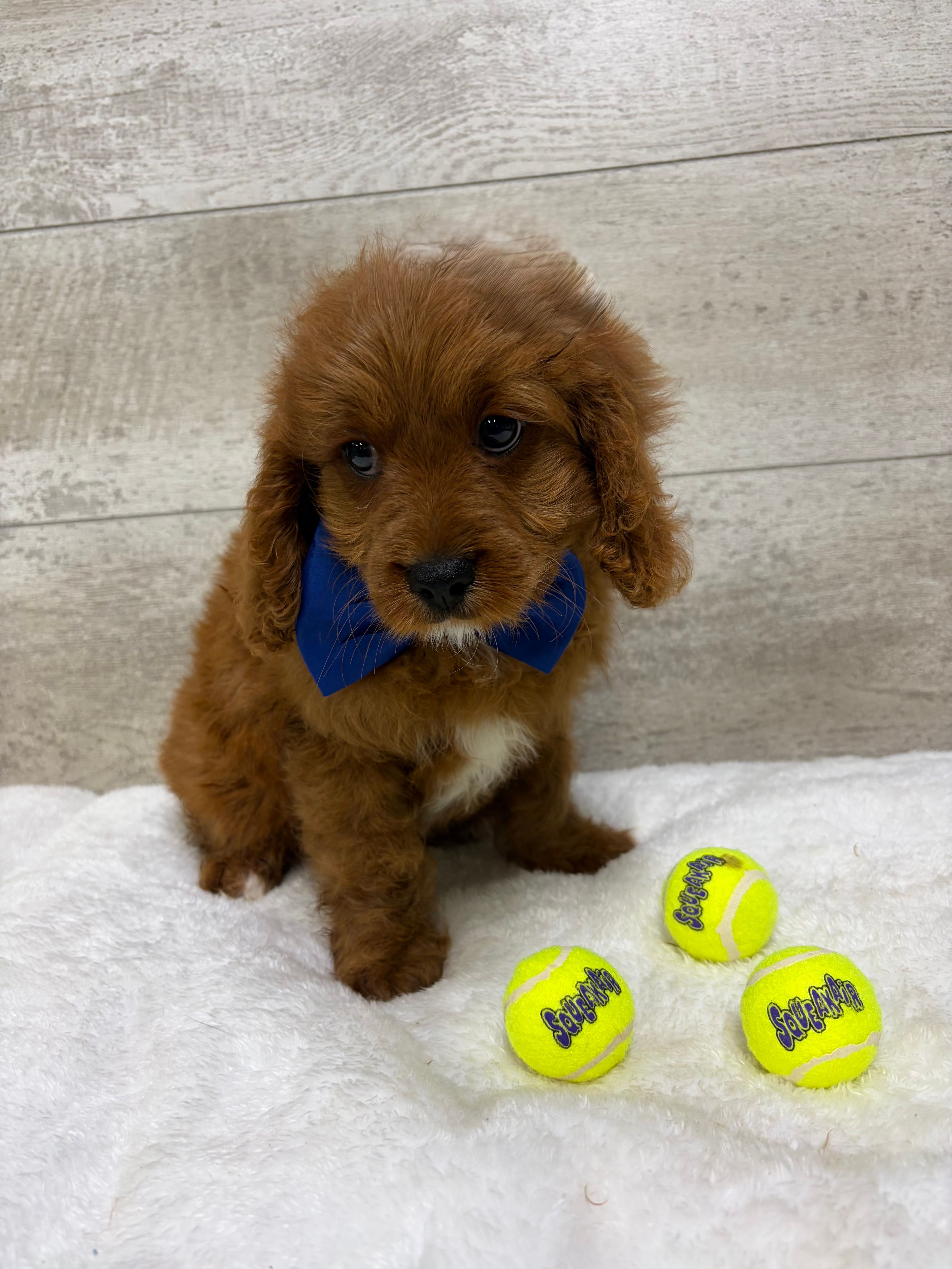 Samson  – Cavapoo puppy for sale in Lancaster, MO