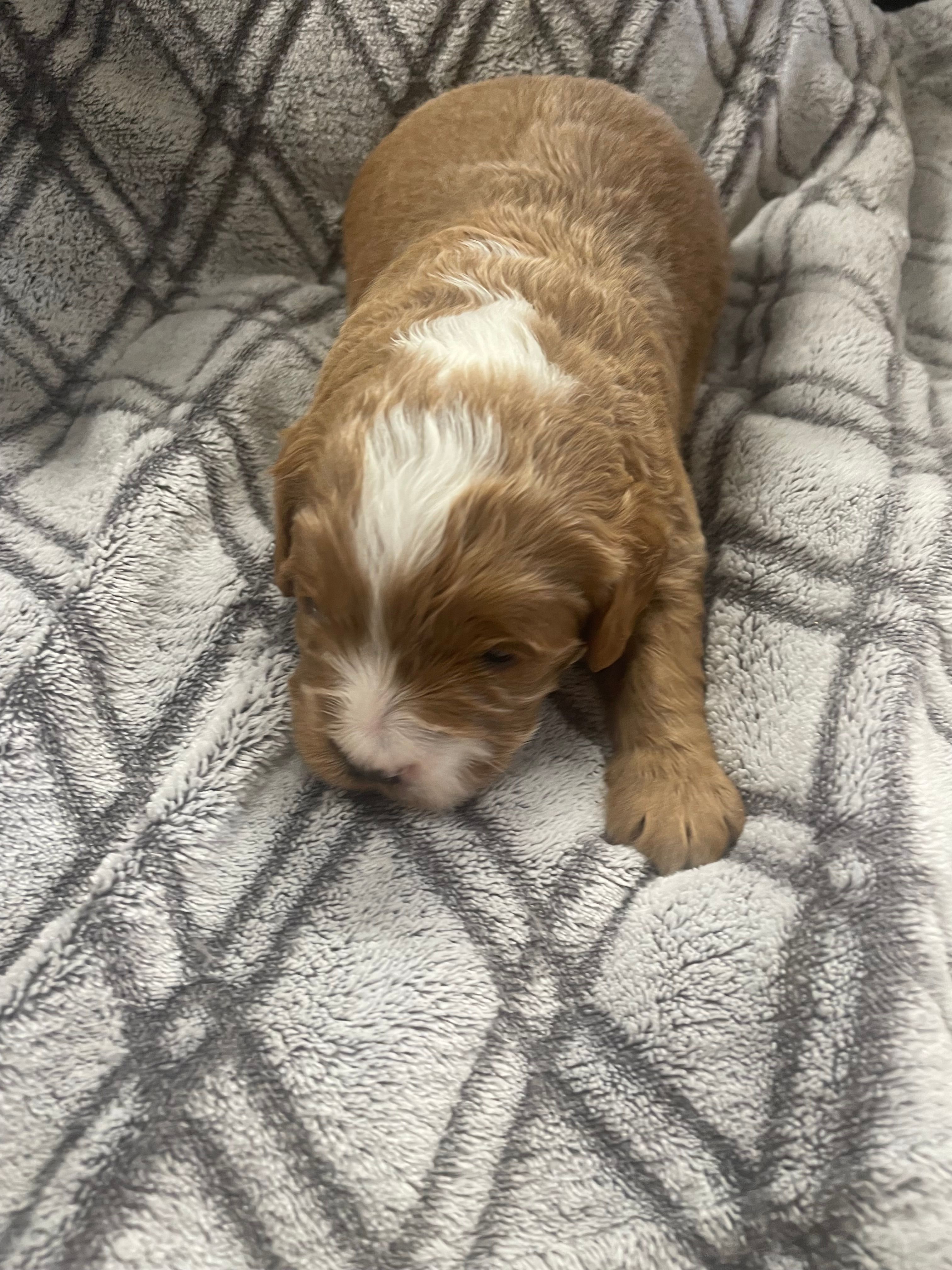 Granger  – Cavapoo puppy for sale in Lancaster, MO