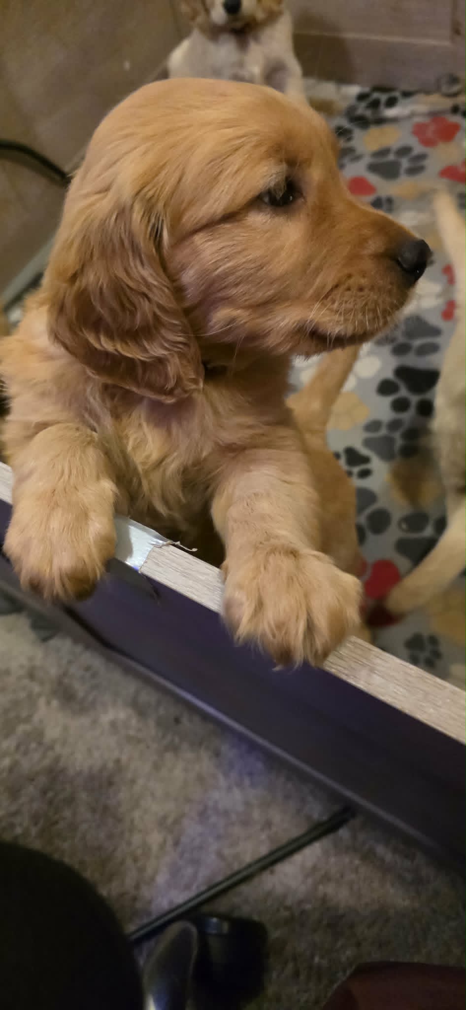 Ares – Golden Retriever puppy for sale in Clarksville, TN