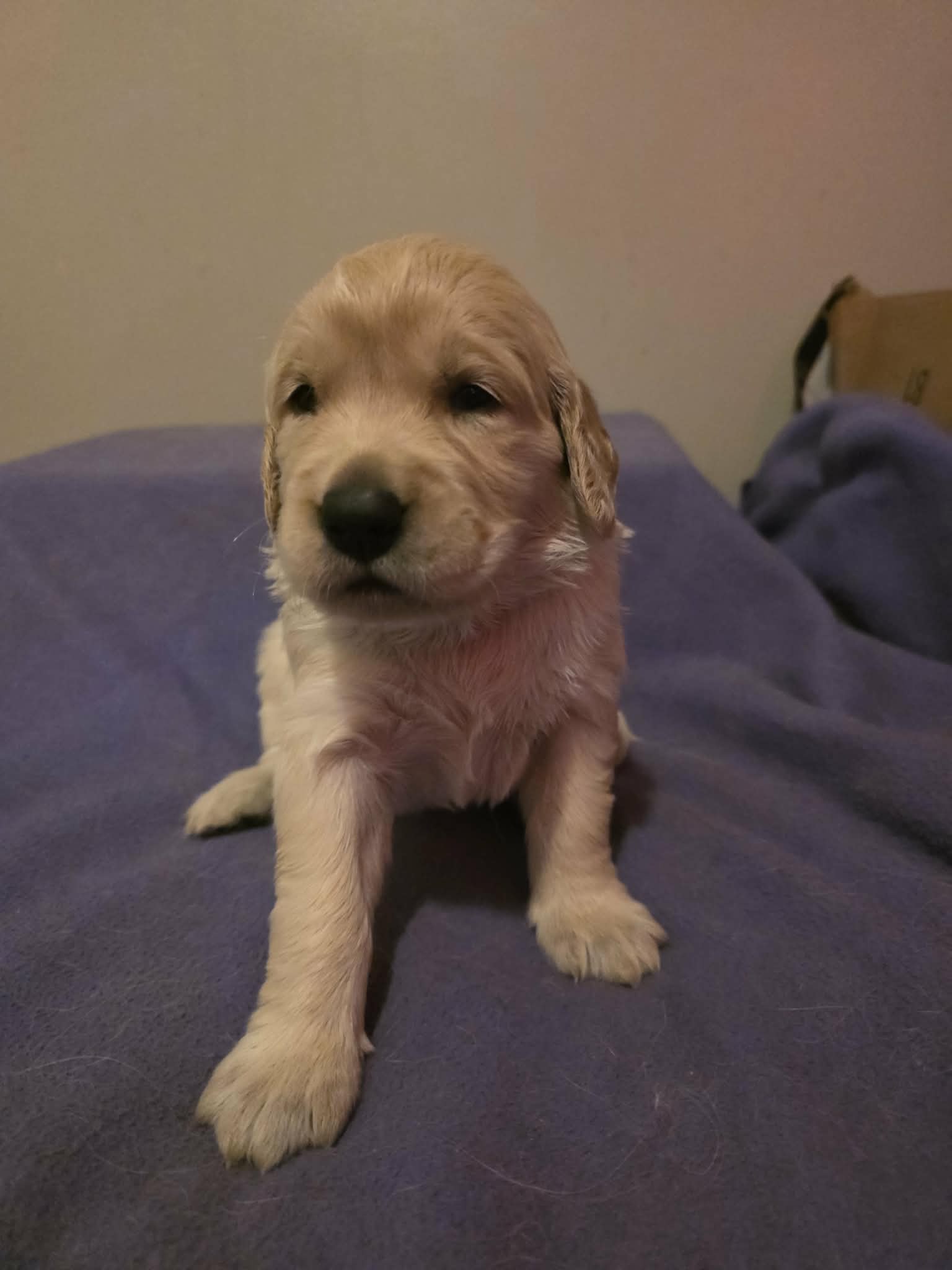 Athena – Golden Retriever puppy for sale in Clarksville, TN