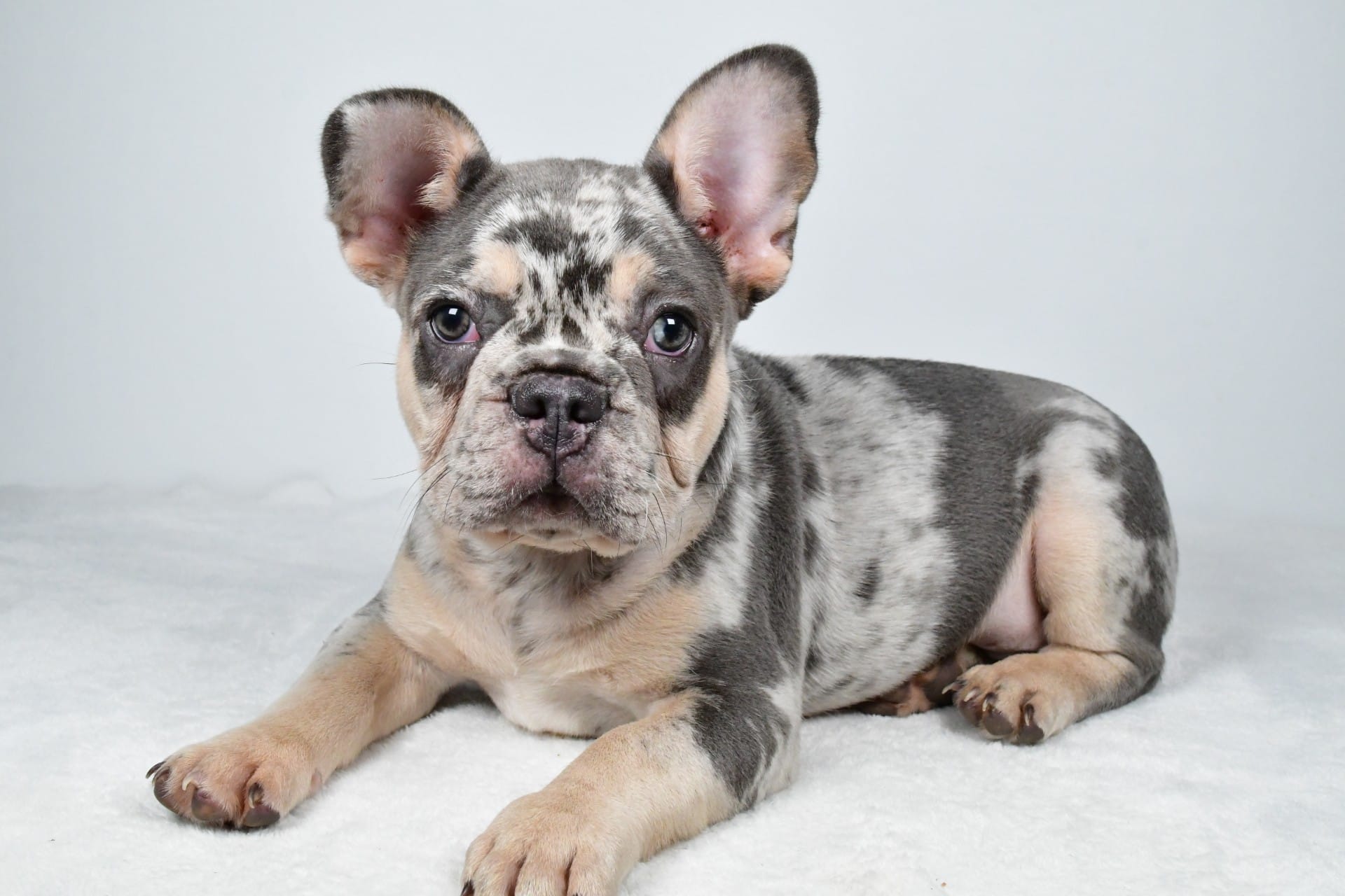 maverick- genetic clear – French Bulldog puppy for sale in Millersburg, OH