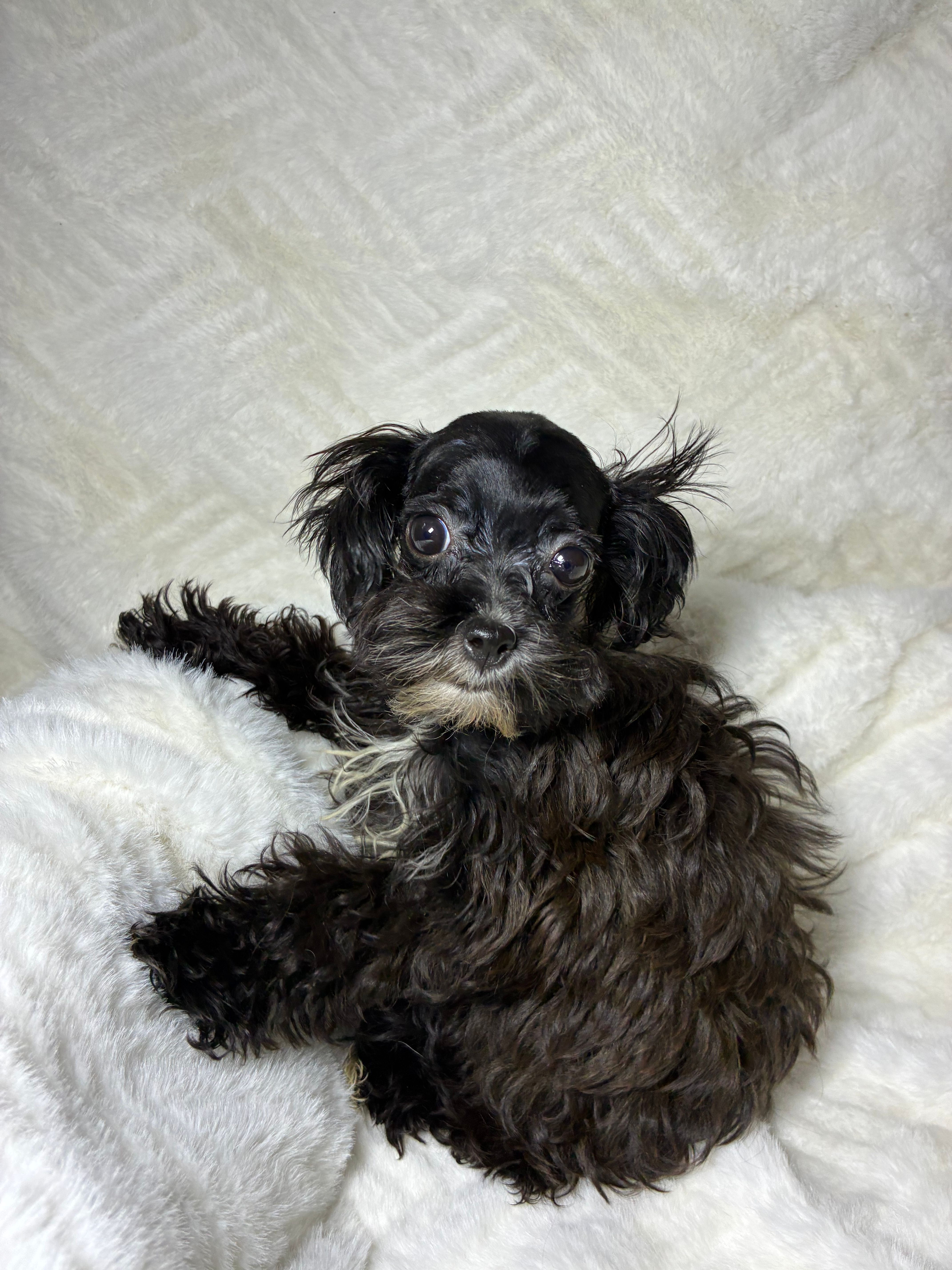 Niko ( Teacup size ) – Shihpoo puppy for sale in Bala Cynwyd, PA