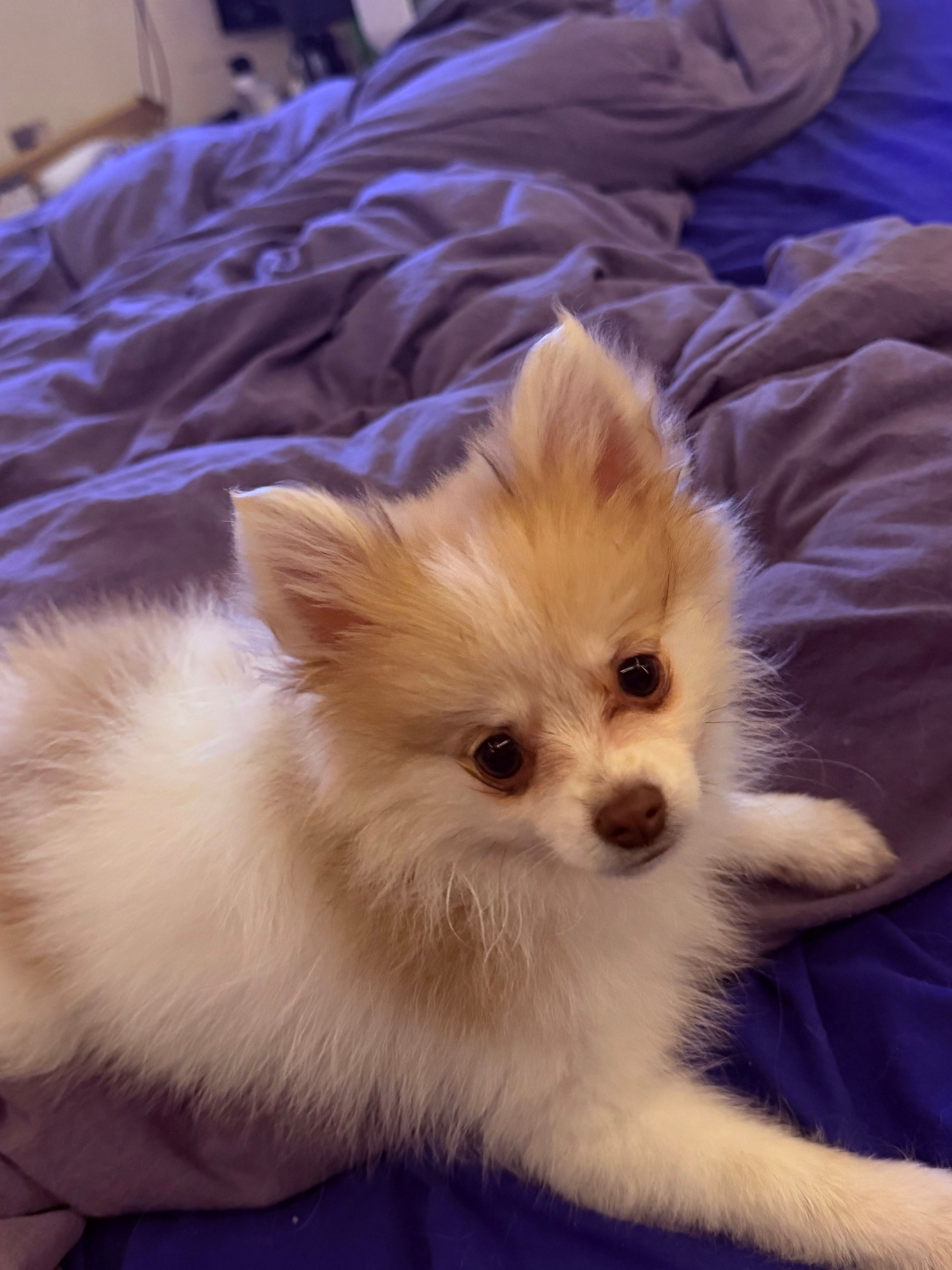 Kirstie – Pomeranian puppy for sale in Simpsonville, SC