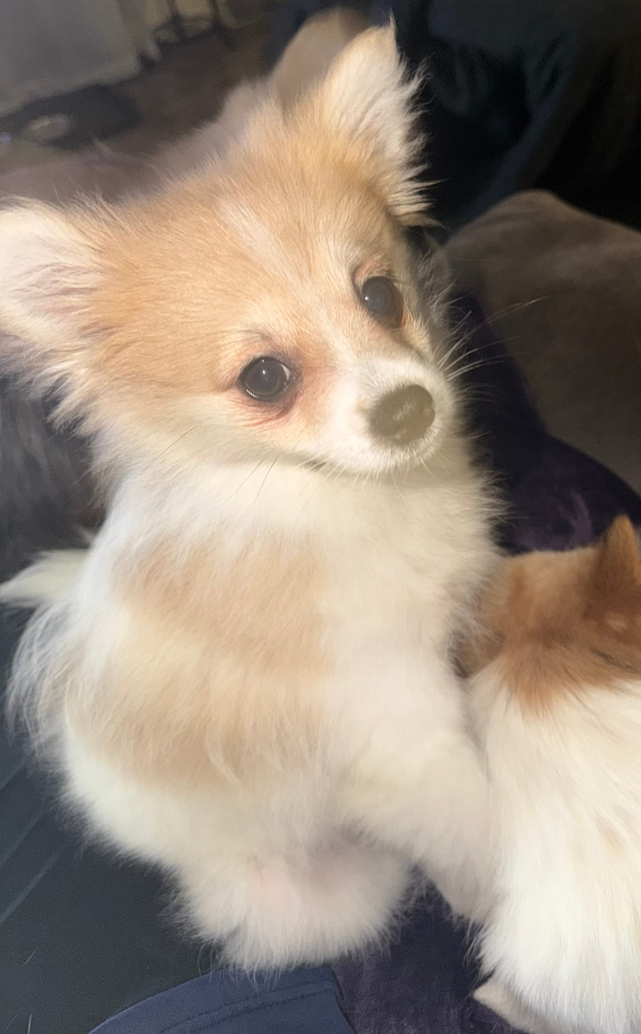 Kirstie – Pomeranian puppy for sale in Simpsonville, SC