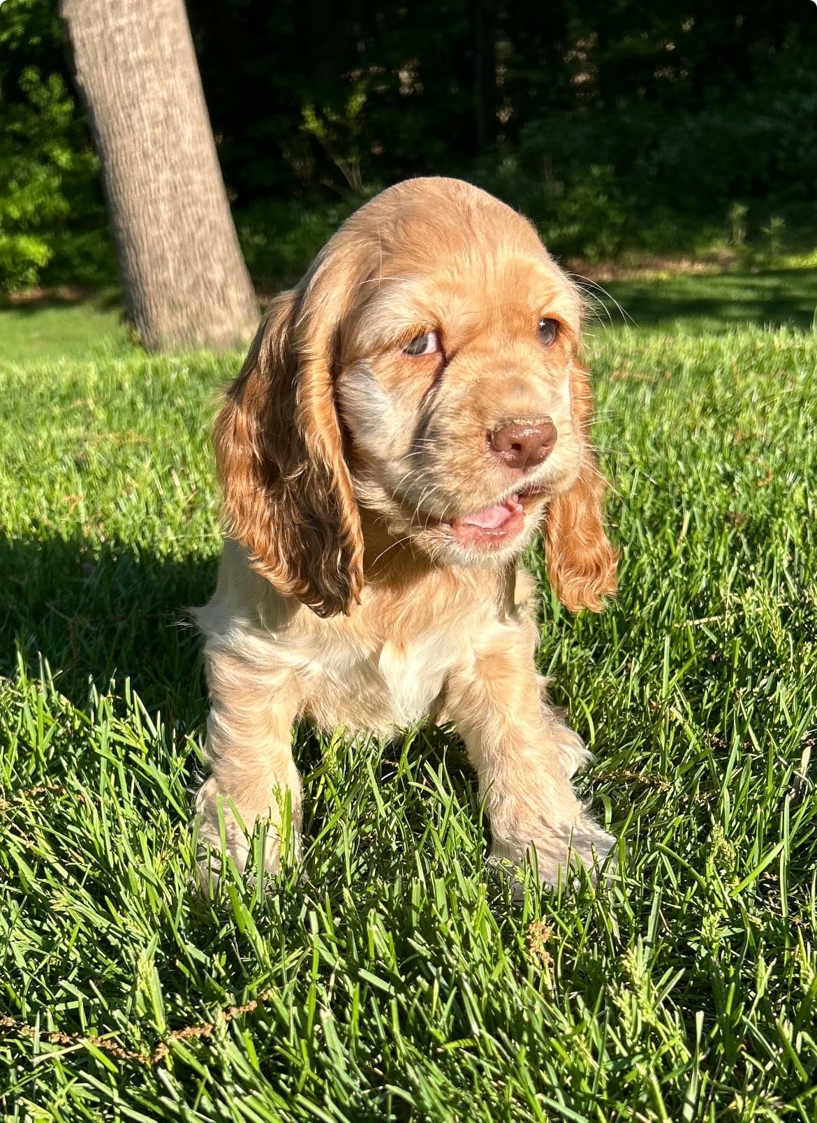Gayle – Cocker Spaniel puppy for sale in Morgantown, PA