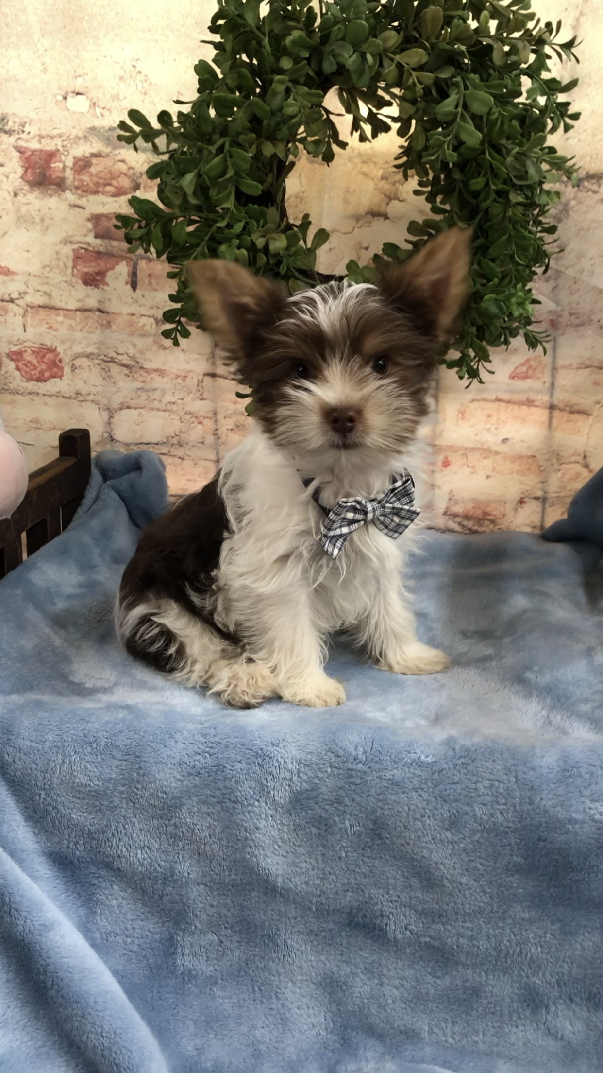 AKC dark chocolate Parti boy