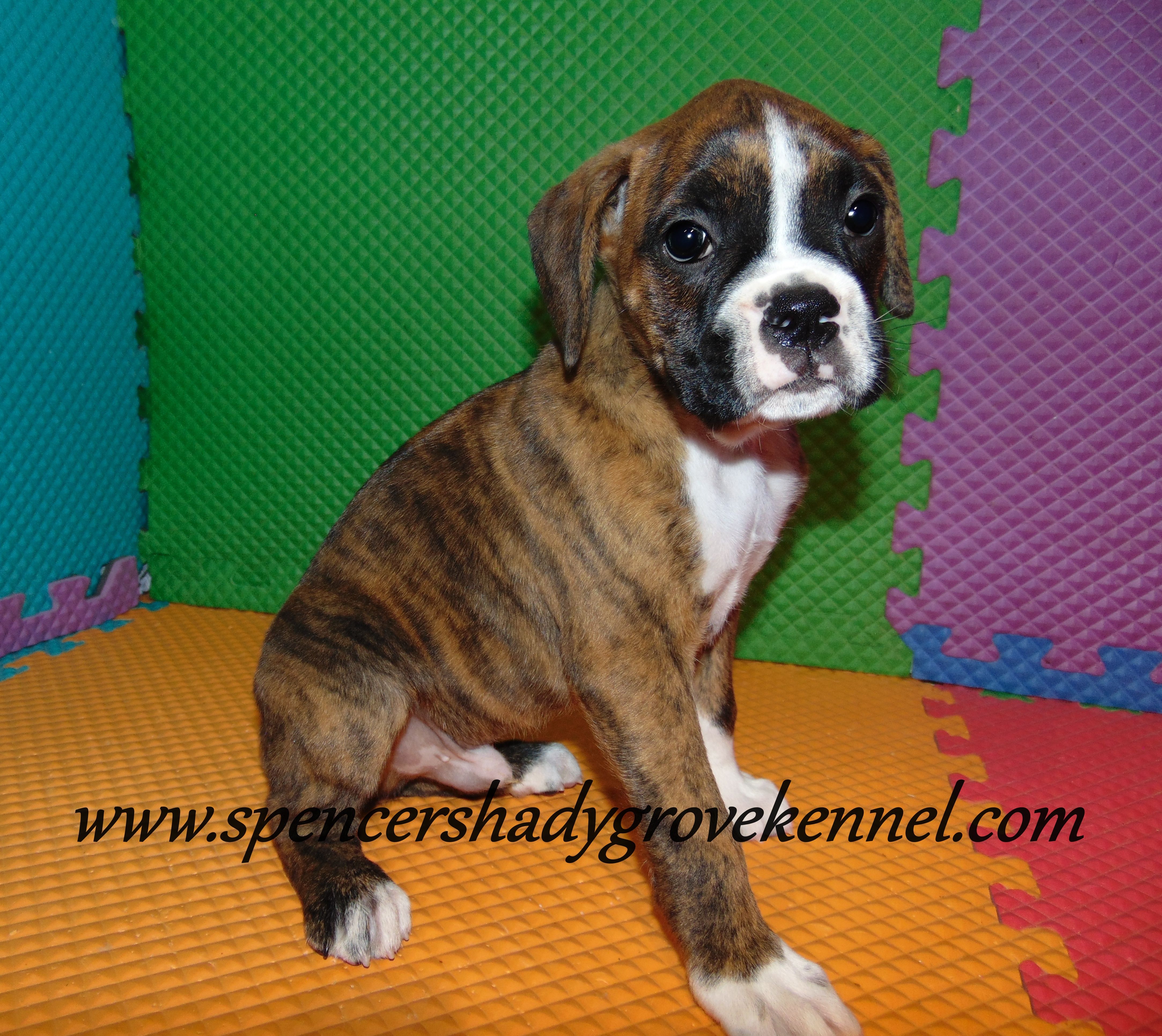 Fritz, a male Boxer for sale in Cabool, MO – Photo 10 of 10