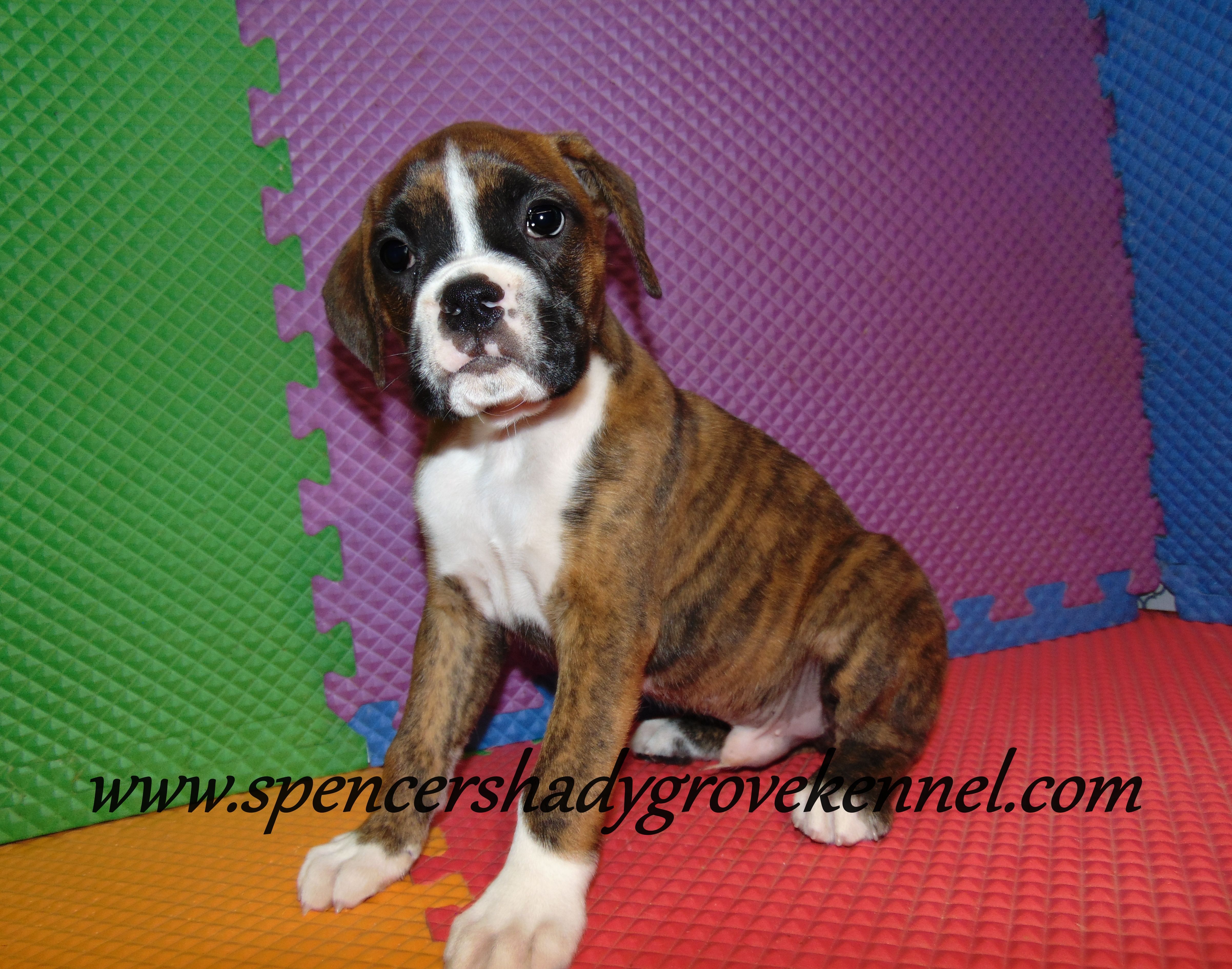 Fritz, a male Boxer for sale in Cabool, MO – Photo 8 of 10