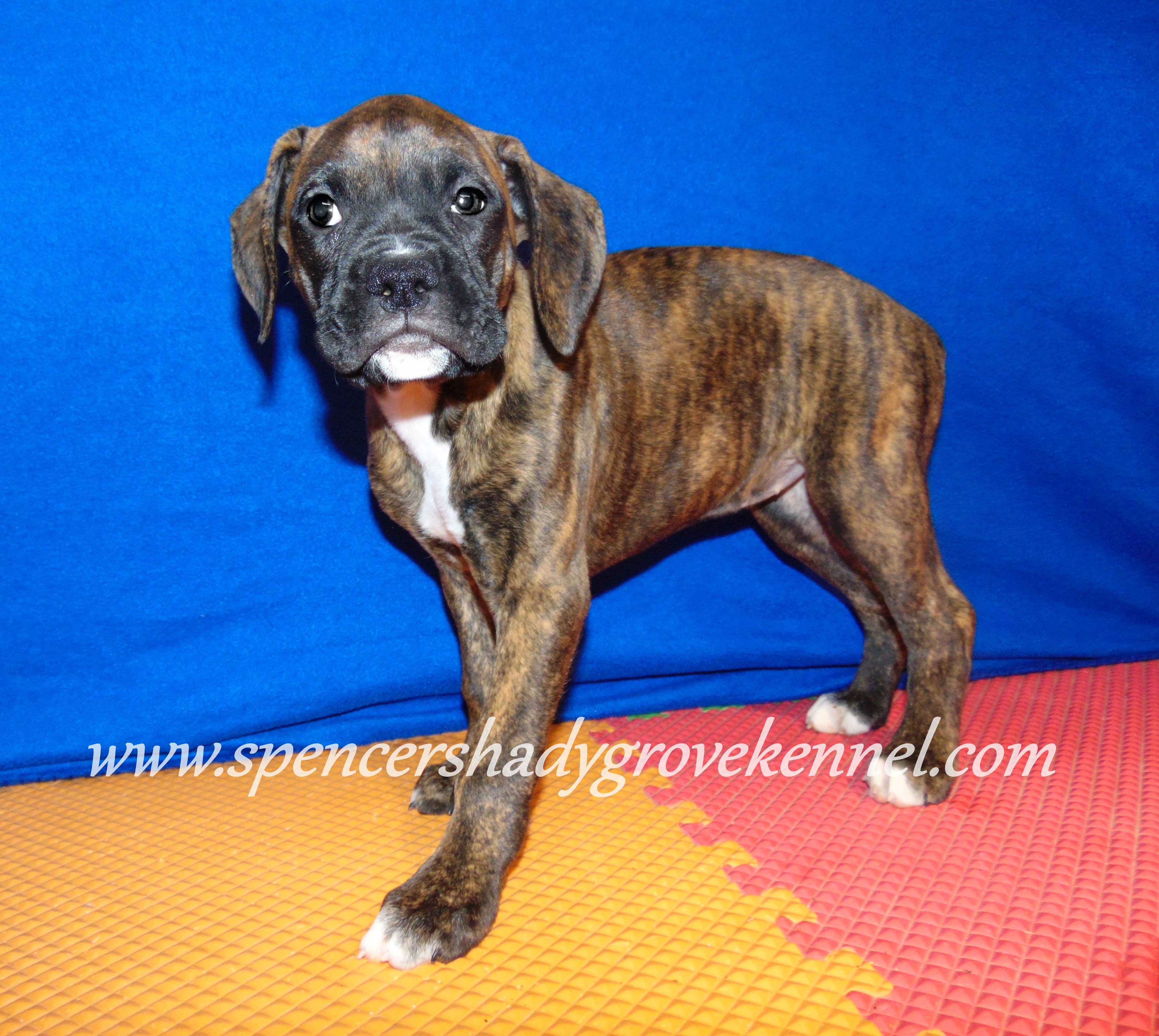 Ruby – Boxer puppy for sale in Cabool, MO