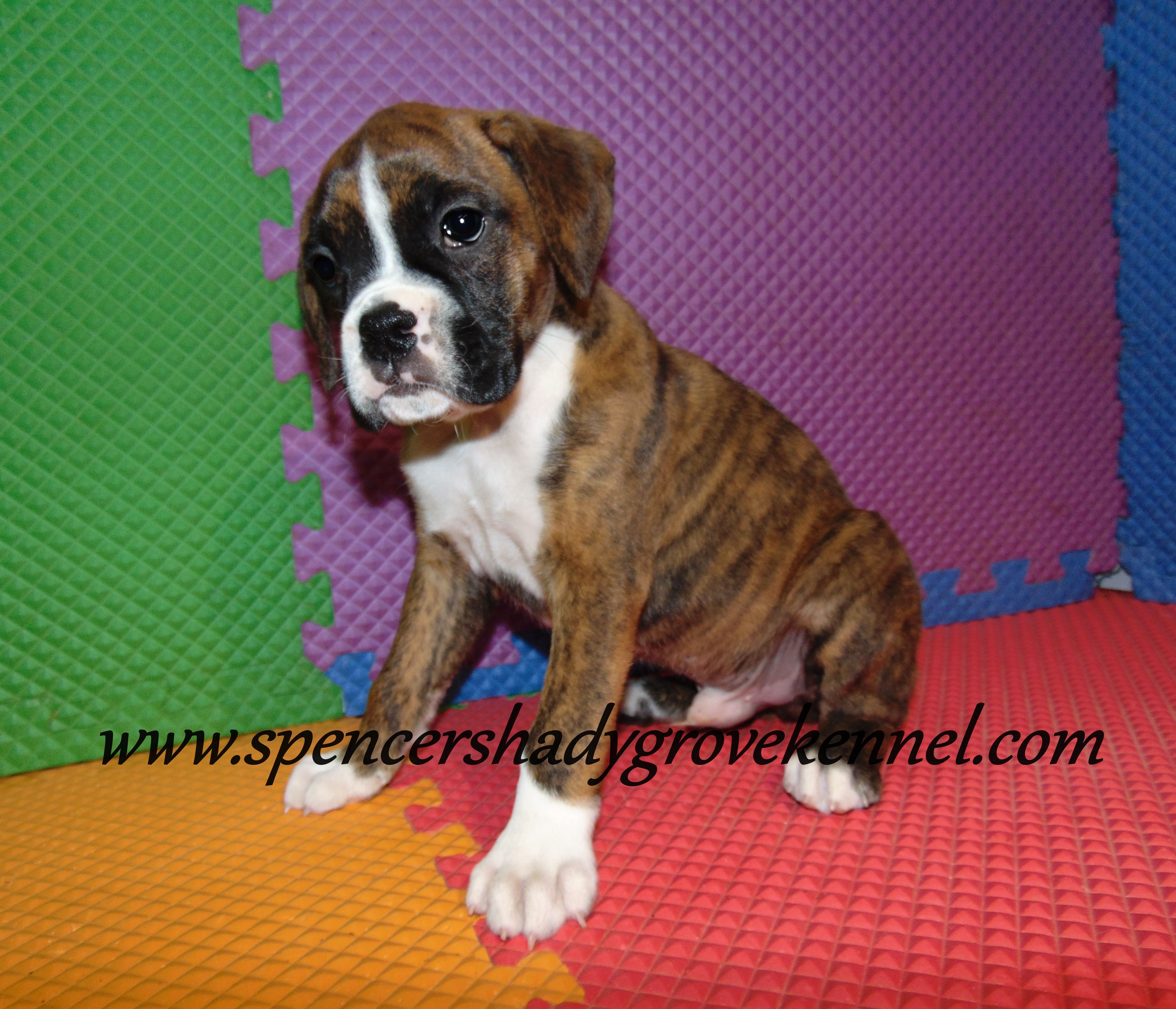 Fritz, a male Boxer for sale in Cabool, MO – Photo 5 of 10