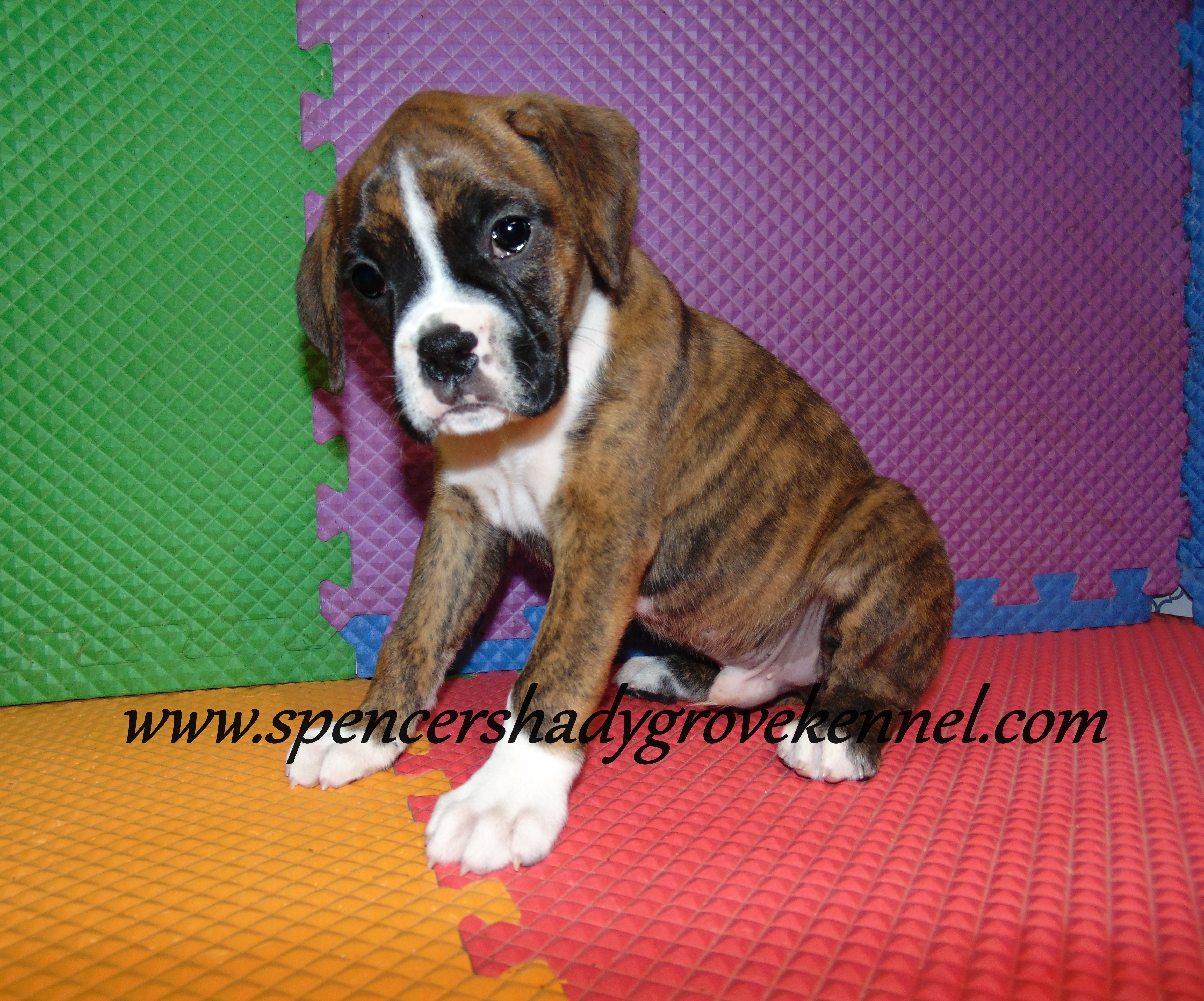 Fritz, a male Boxer for sale in Cabool, MO – Photo 9 of 10
