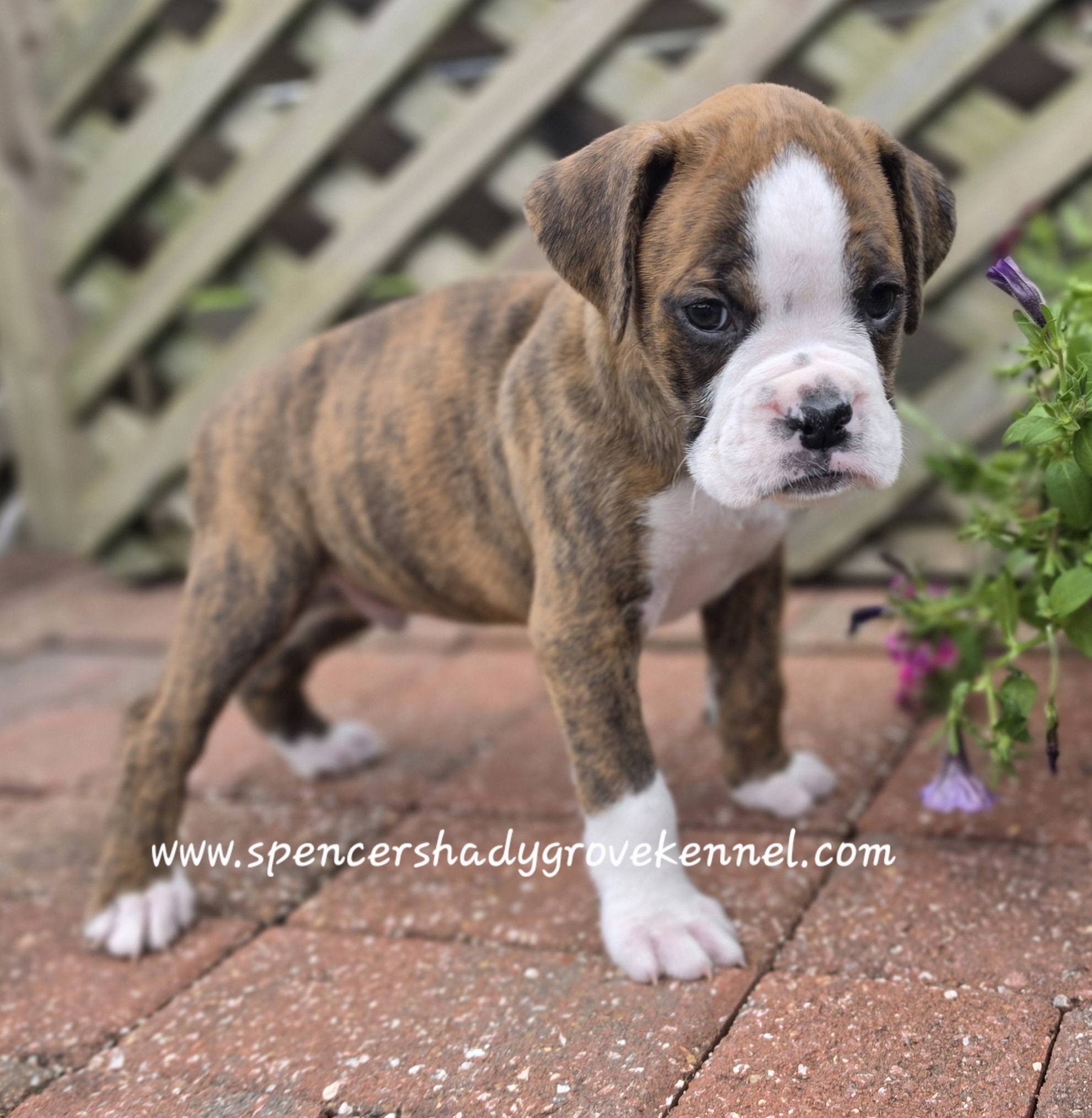 Dandy – Boxer puppy for sale in Cabool, MO