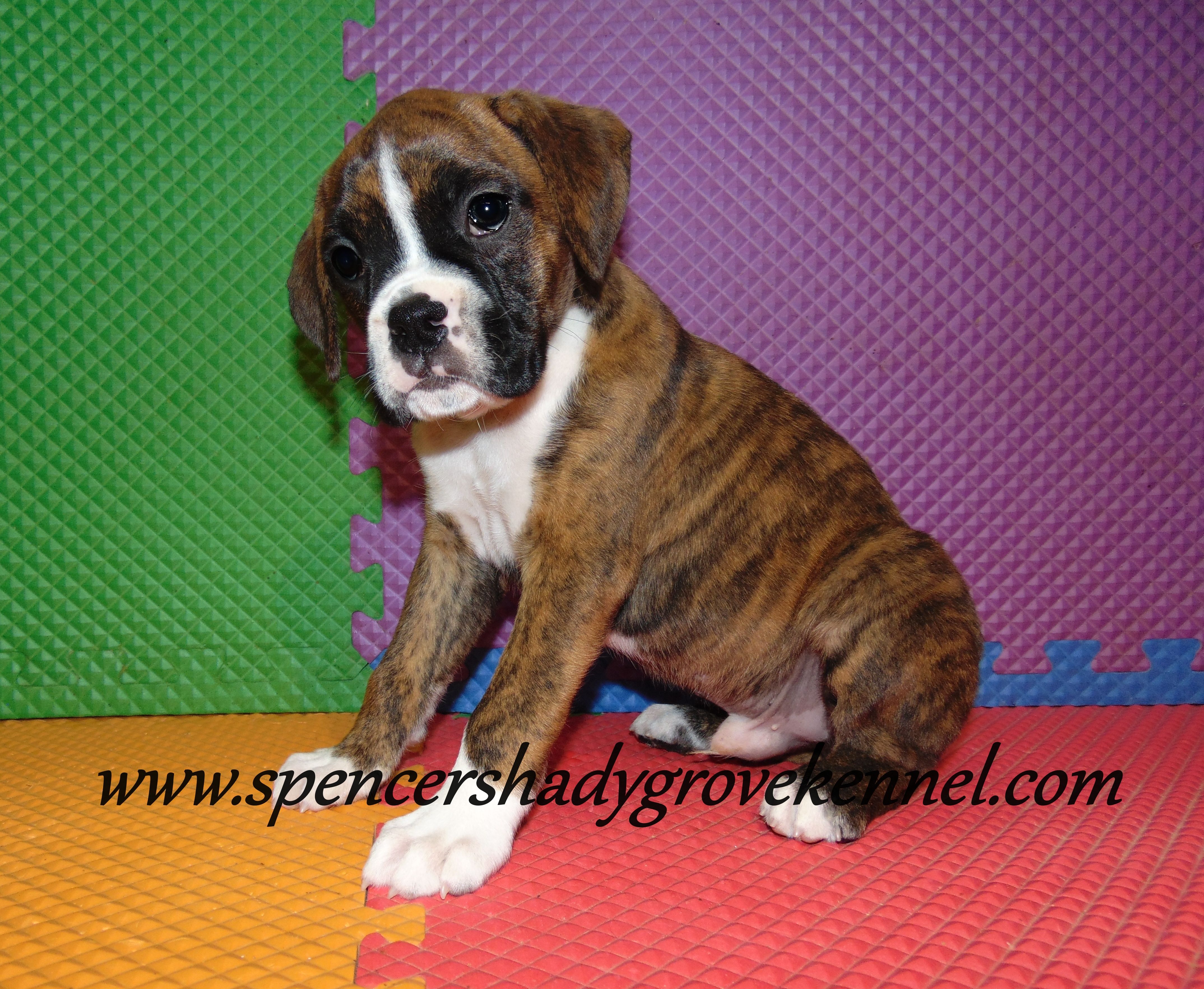 Fritz, a male Boxer for sale in Cabool, MO – Photo 7 of 10