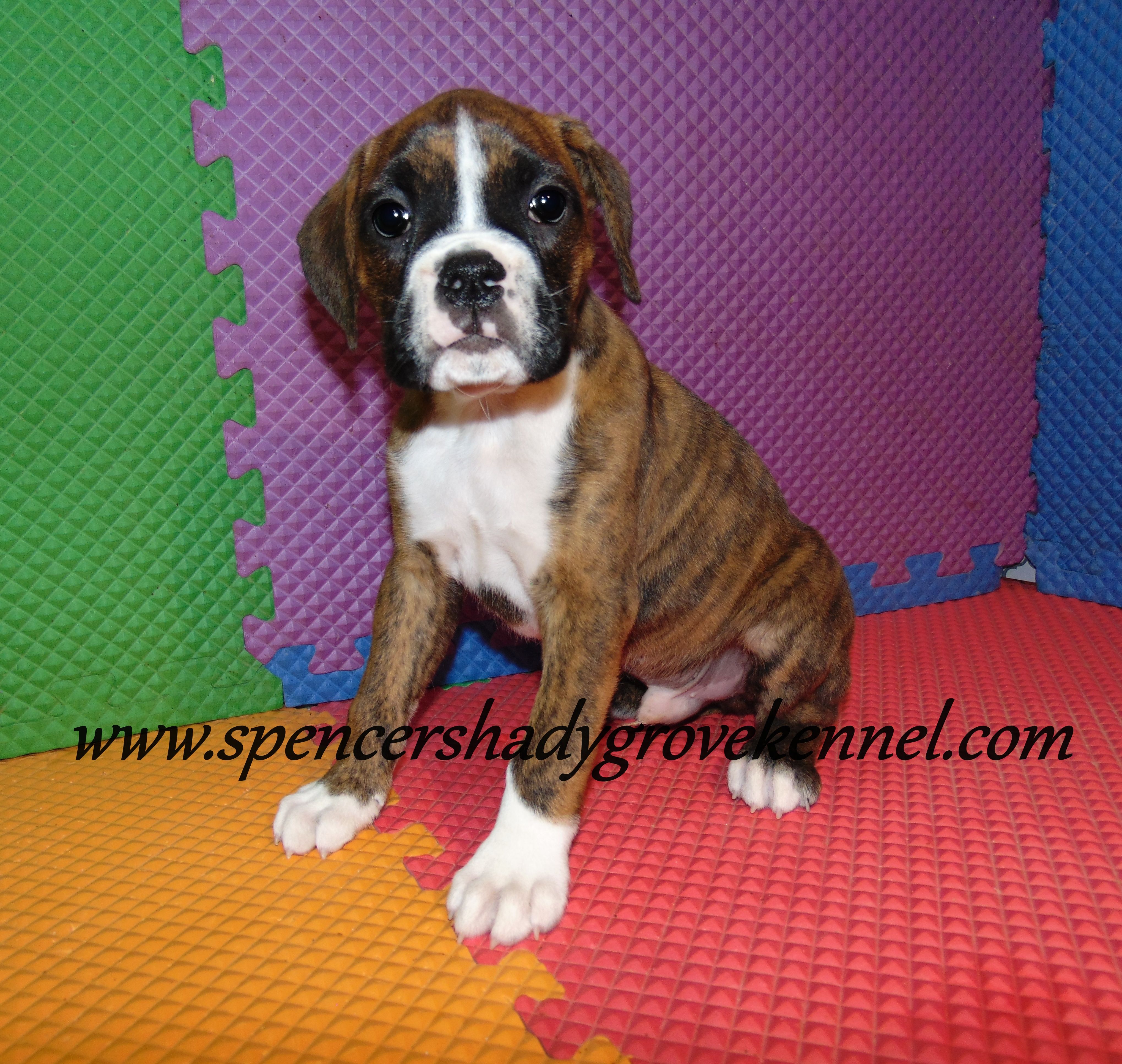 Fritz, a male Boxer for sale in Cabool, MO – Photo 6 of 10