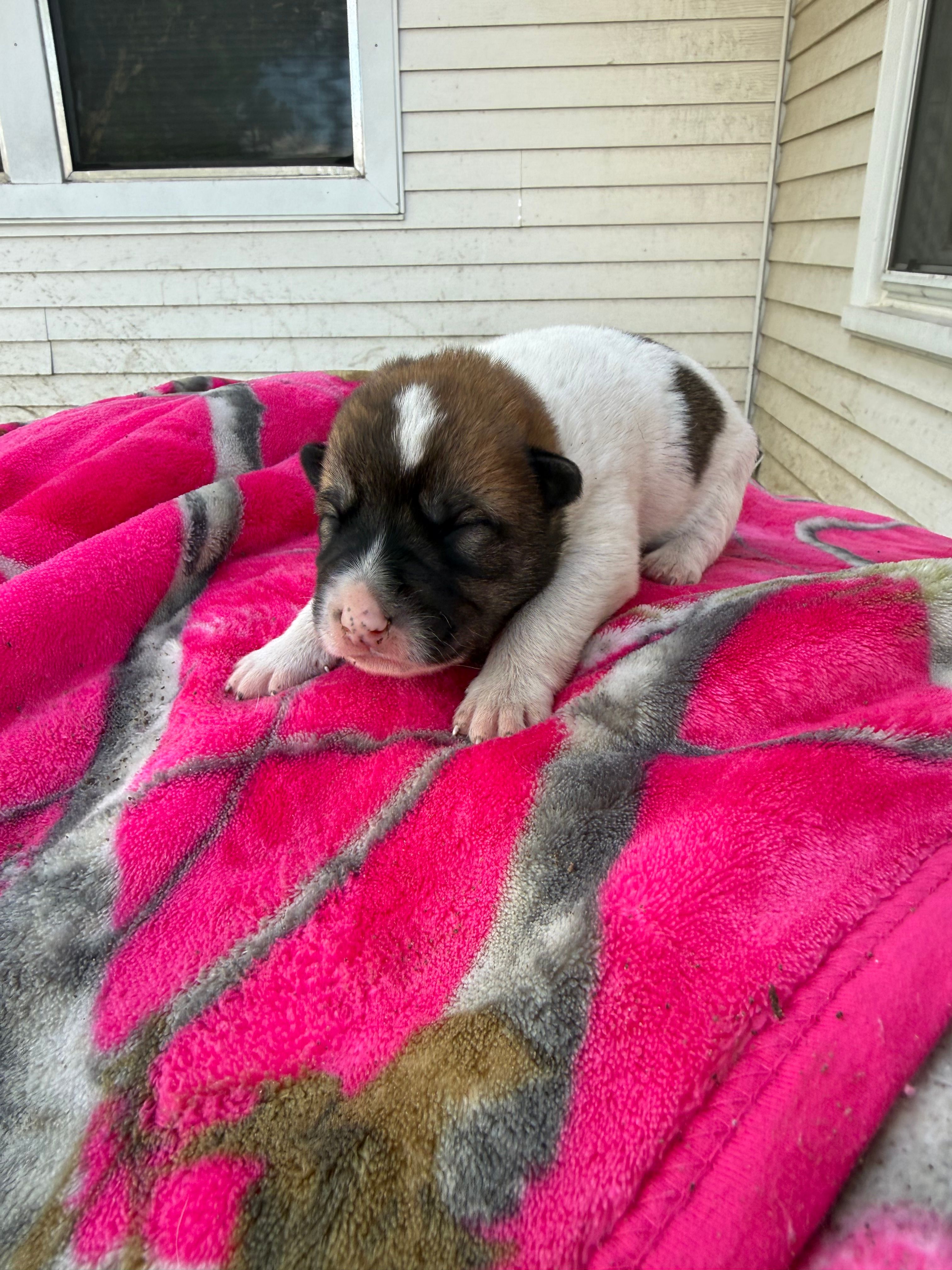 Tricolored boy – Great Pyrenees, Siberian Husky puppy for sale in Edna, TX