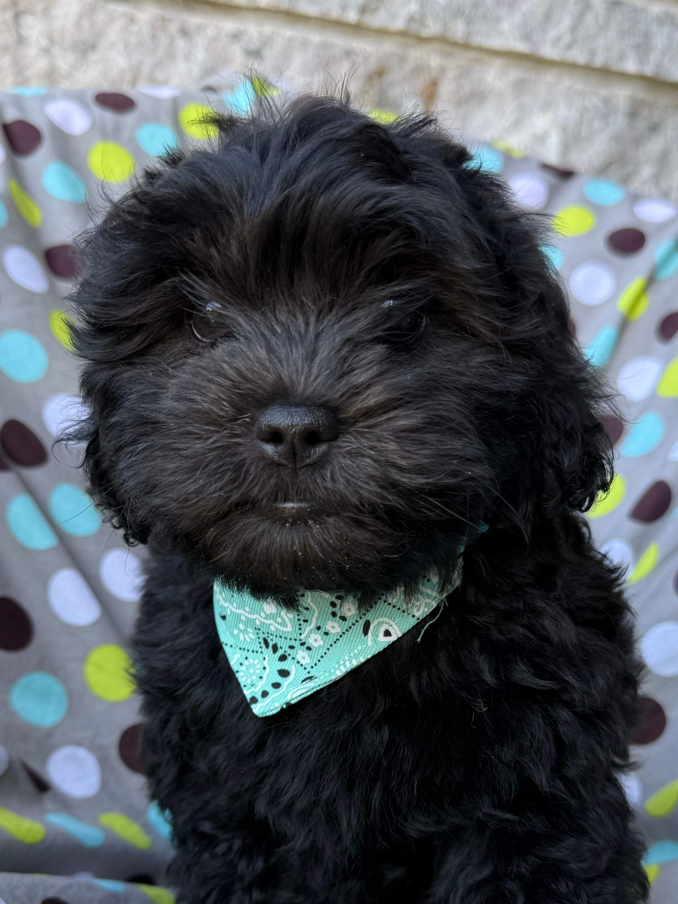 Armani – Shihpoo puppy for sale in Poteau, OK