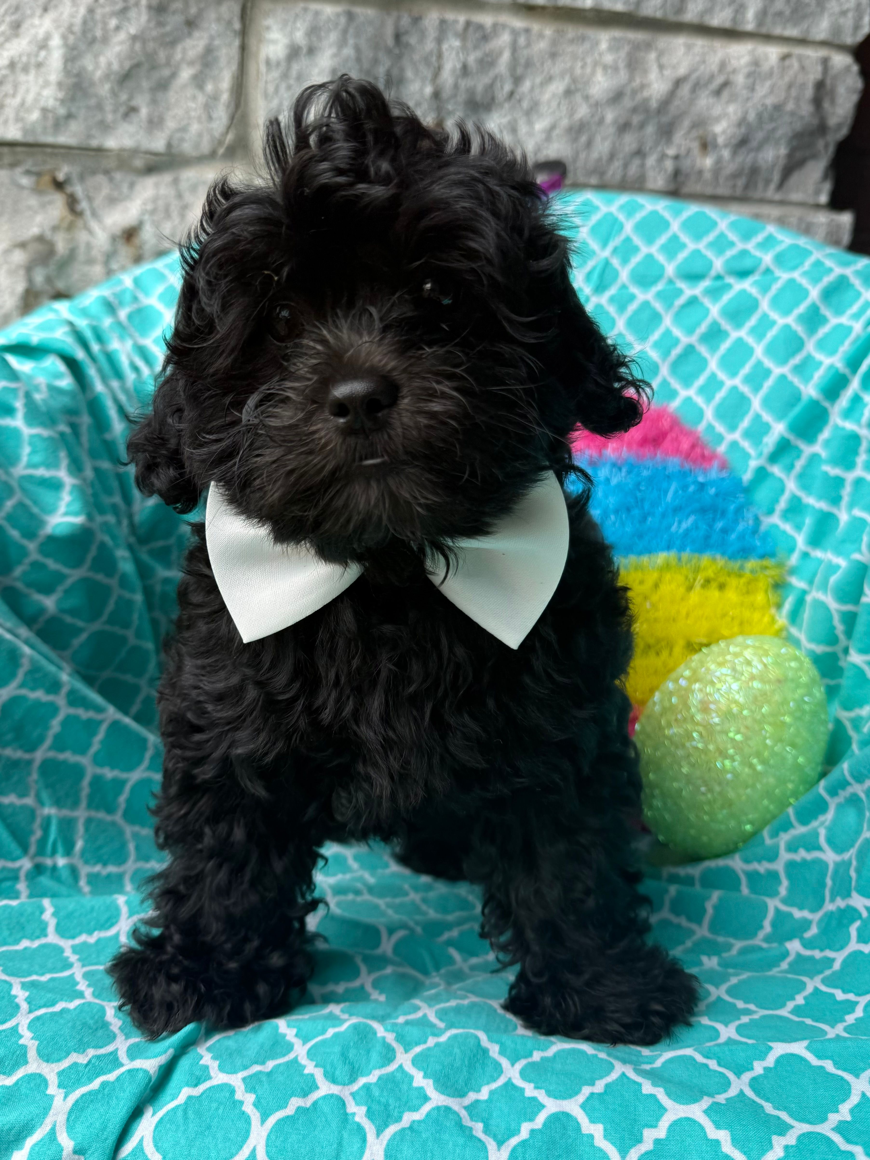 Gucci – Shihpoo puppy for sale in Poteau, OK