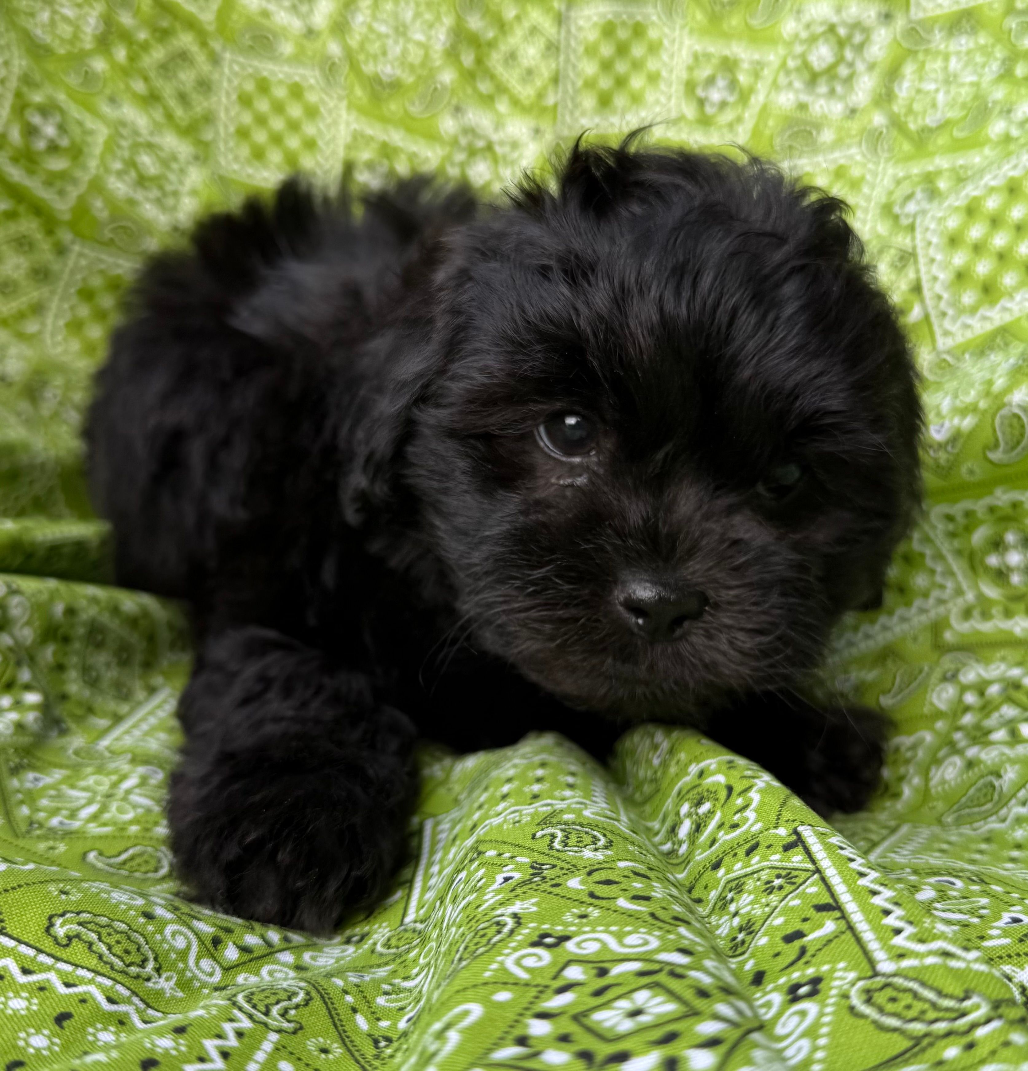 Armani – Shihpoo puppy for sale in Poteau, OK