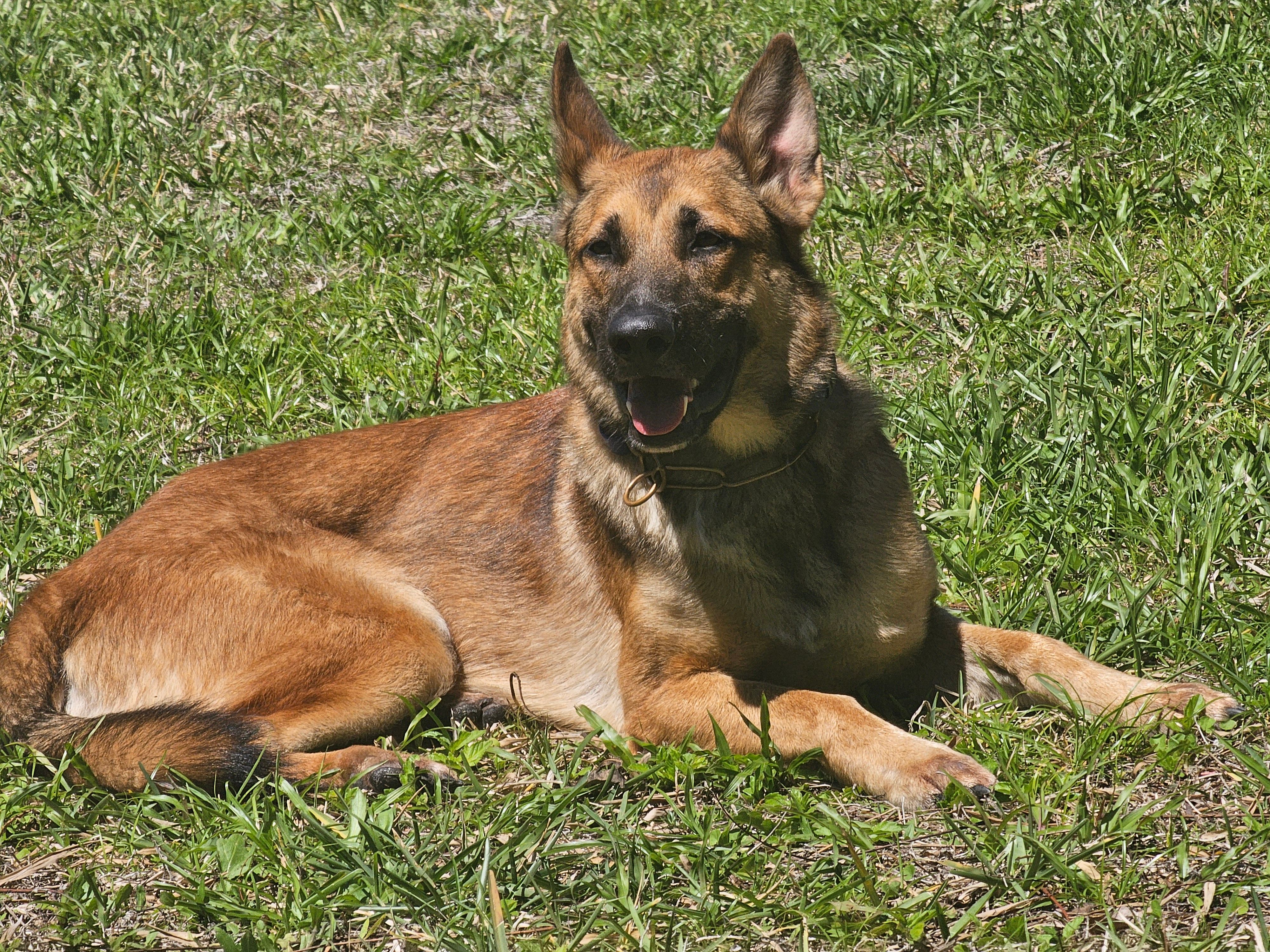 Iceman – Belgian Malinois, German Shepherd Dog puppy for sale in Englewood, FL