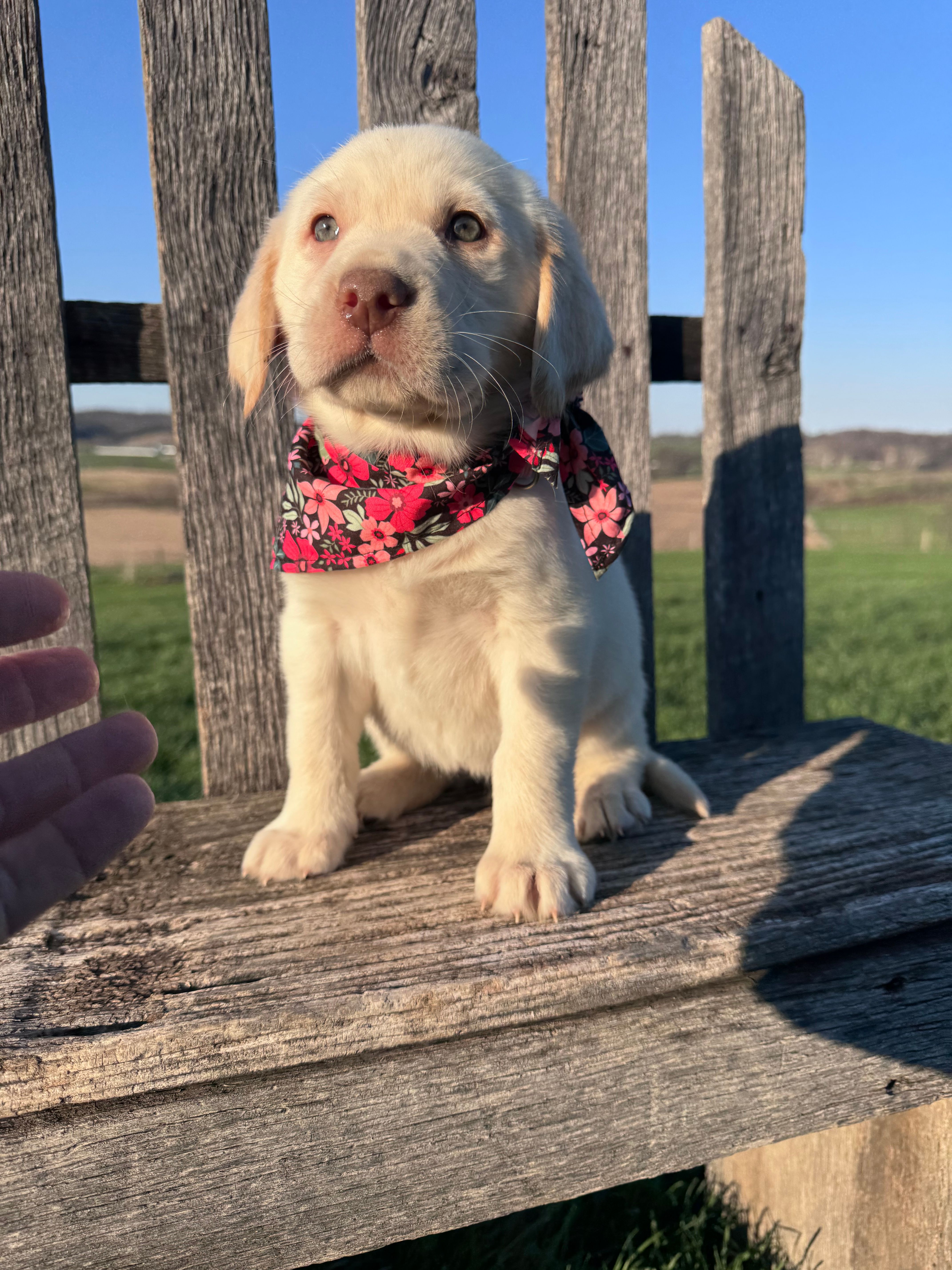 Avery  – Labrador Retriever puppy for sale in Dundee, OH