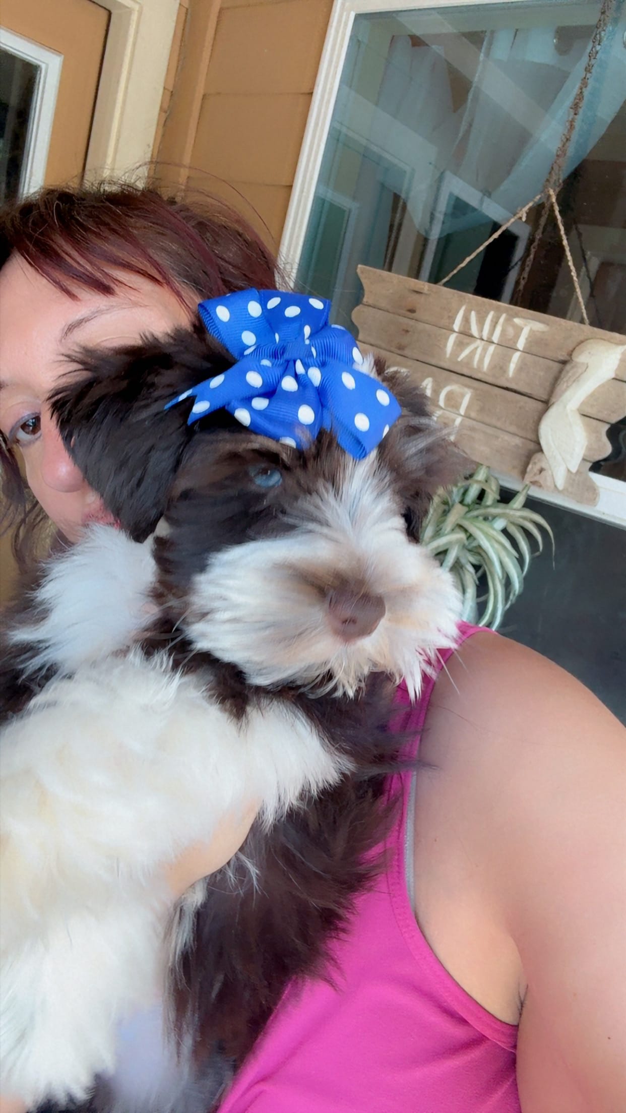 RARE Double Blue eye toy schnauzer – Miniature Schnauzer puppy for sale in Centerville, TX