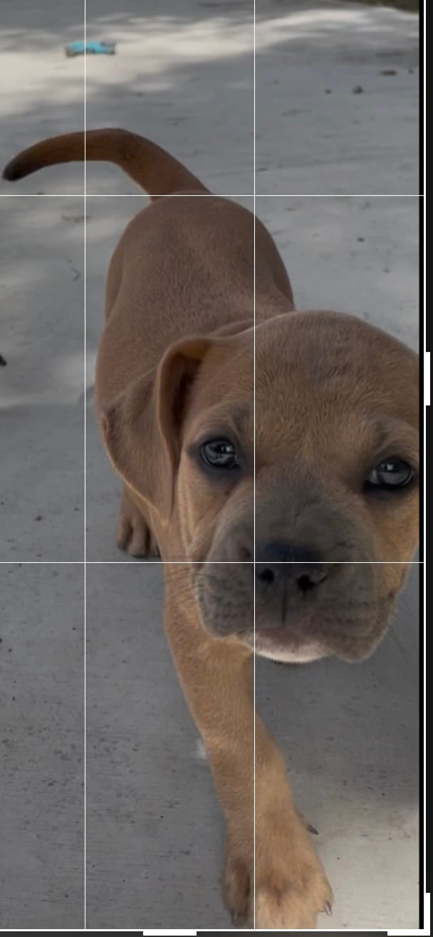 Canela – French Bulldog puppy for sale in San Bernardino, CA