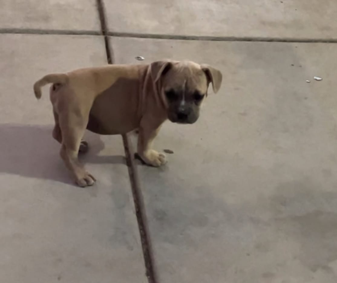 Little boy – French Bulldog puppy for sale in San Bernardino, CA