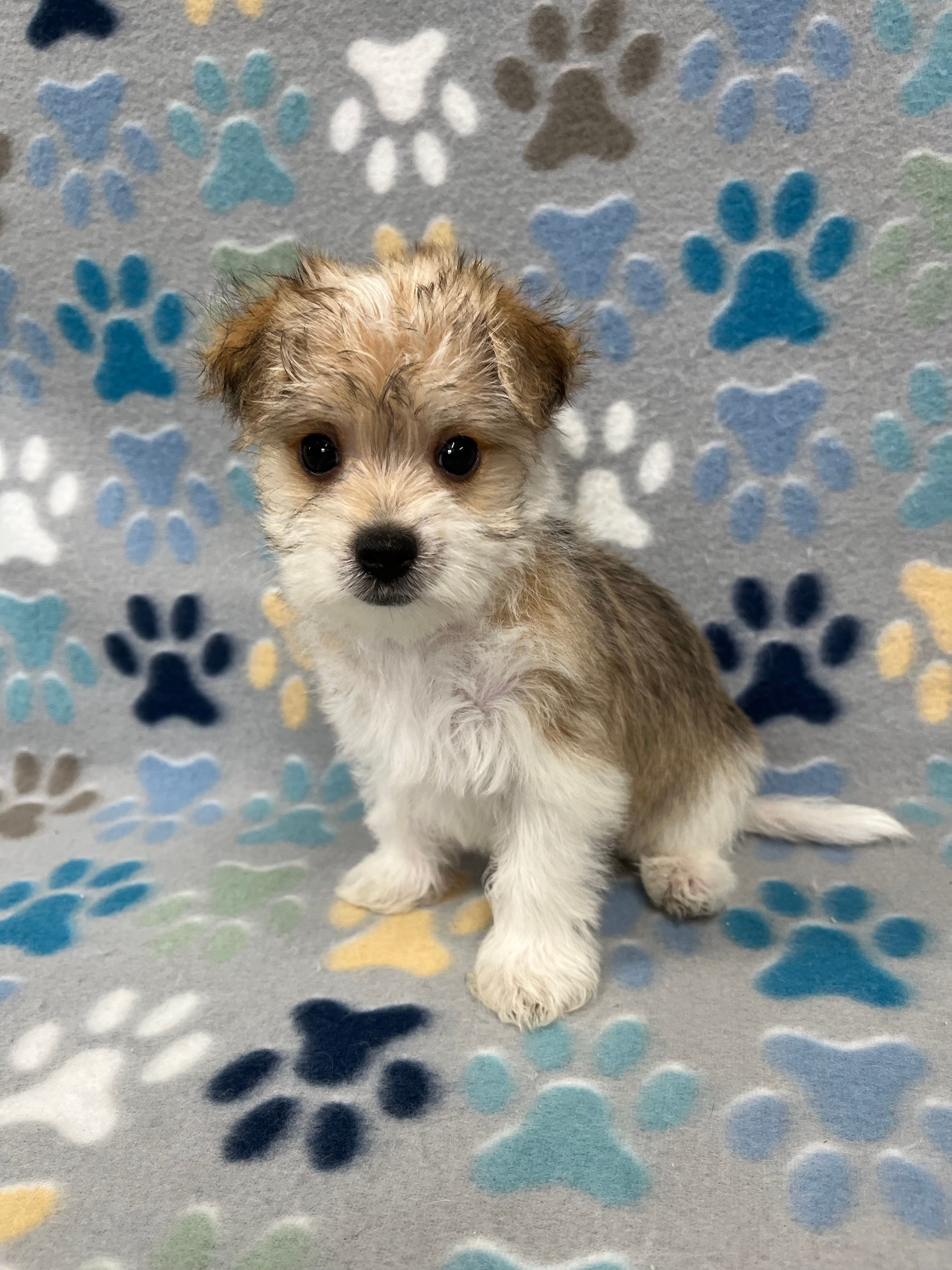 Chief – Morkie puppy for sale in Sycamore, GA