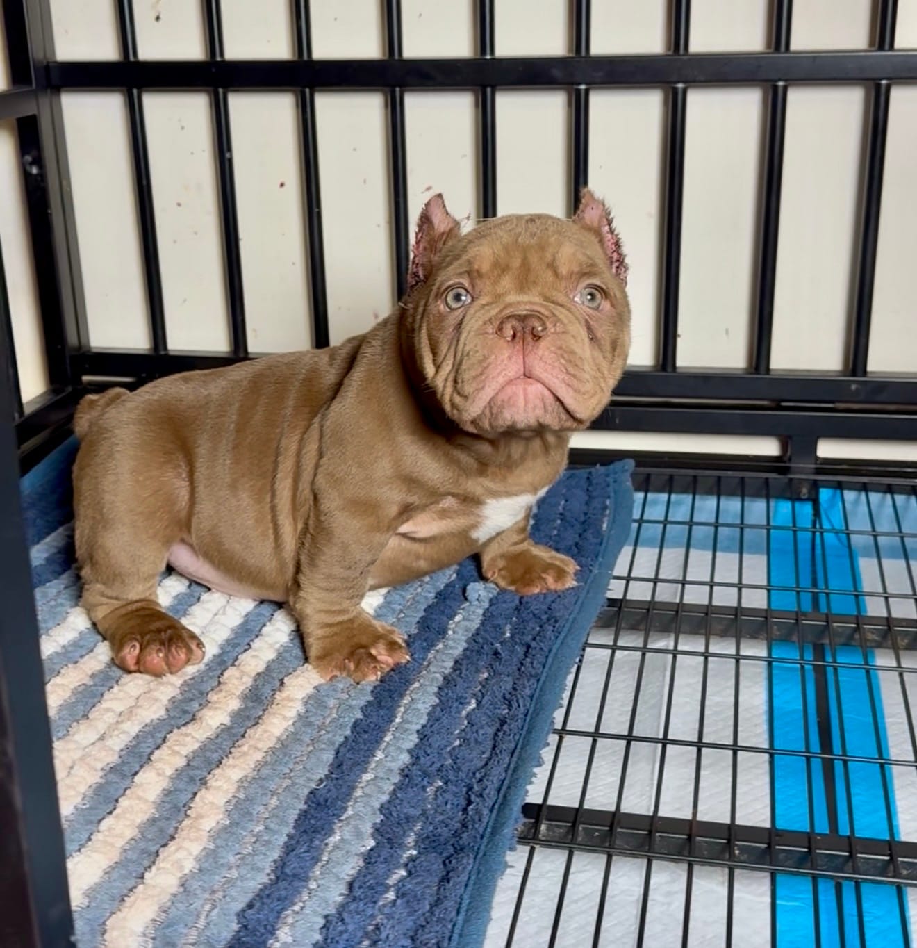Chocolate  – American Bully puppy for sale in Lovejoy, GA