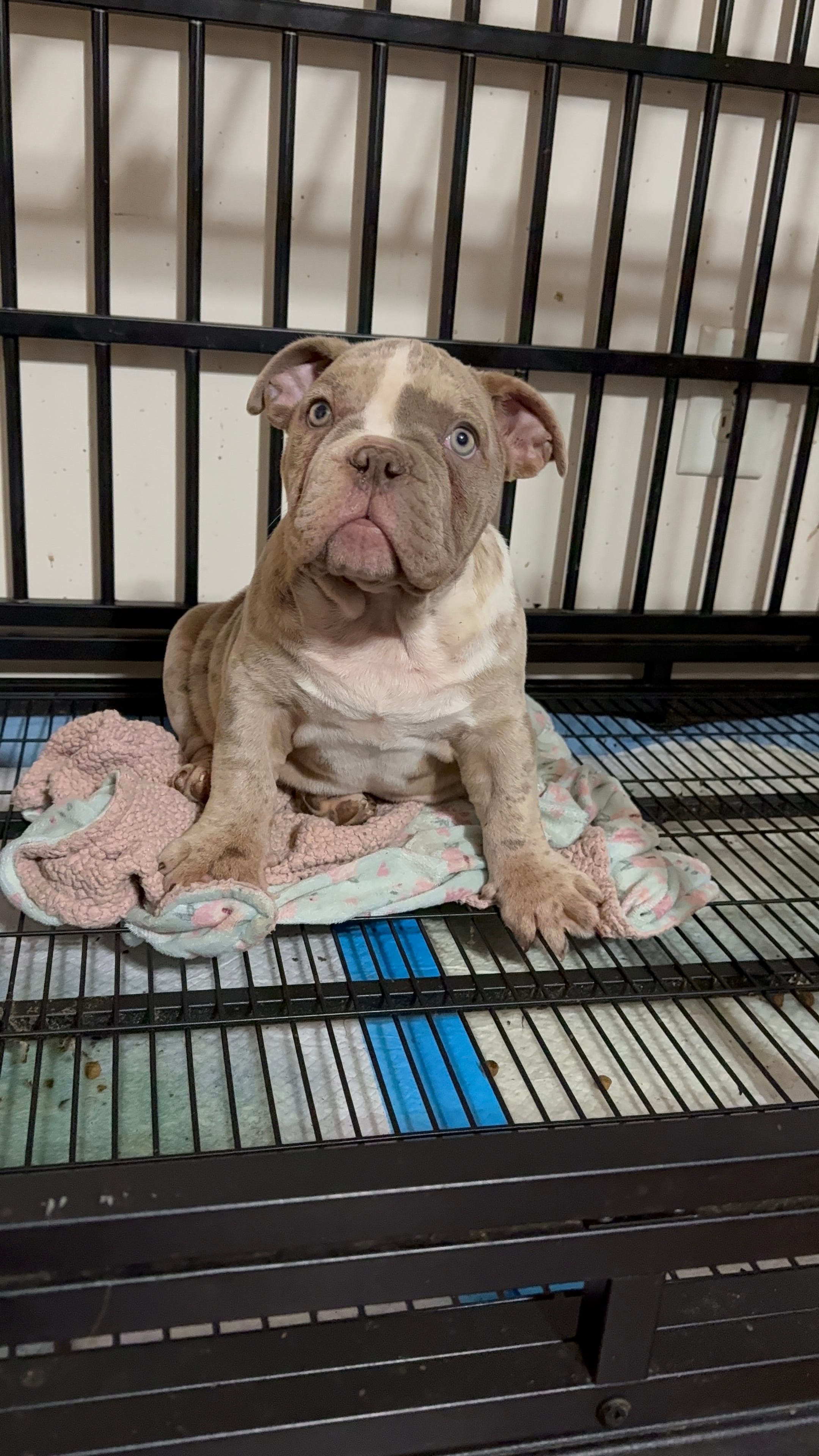 Facetime – American Bully puppy for sale in Lovejoy, GA