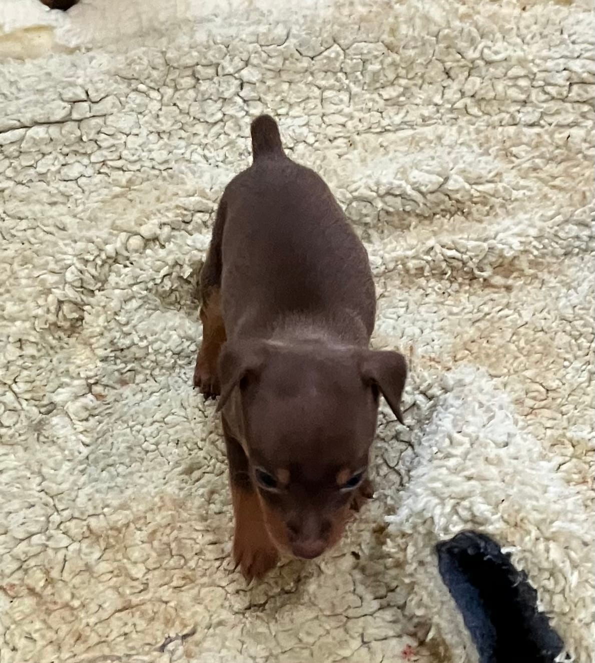 Chocolate F – Miniature Pinscher puppy for sale in Grandville, MI