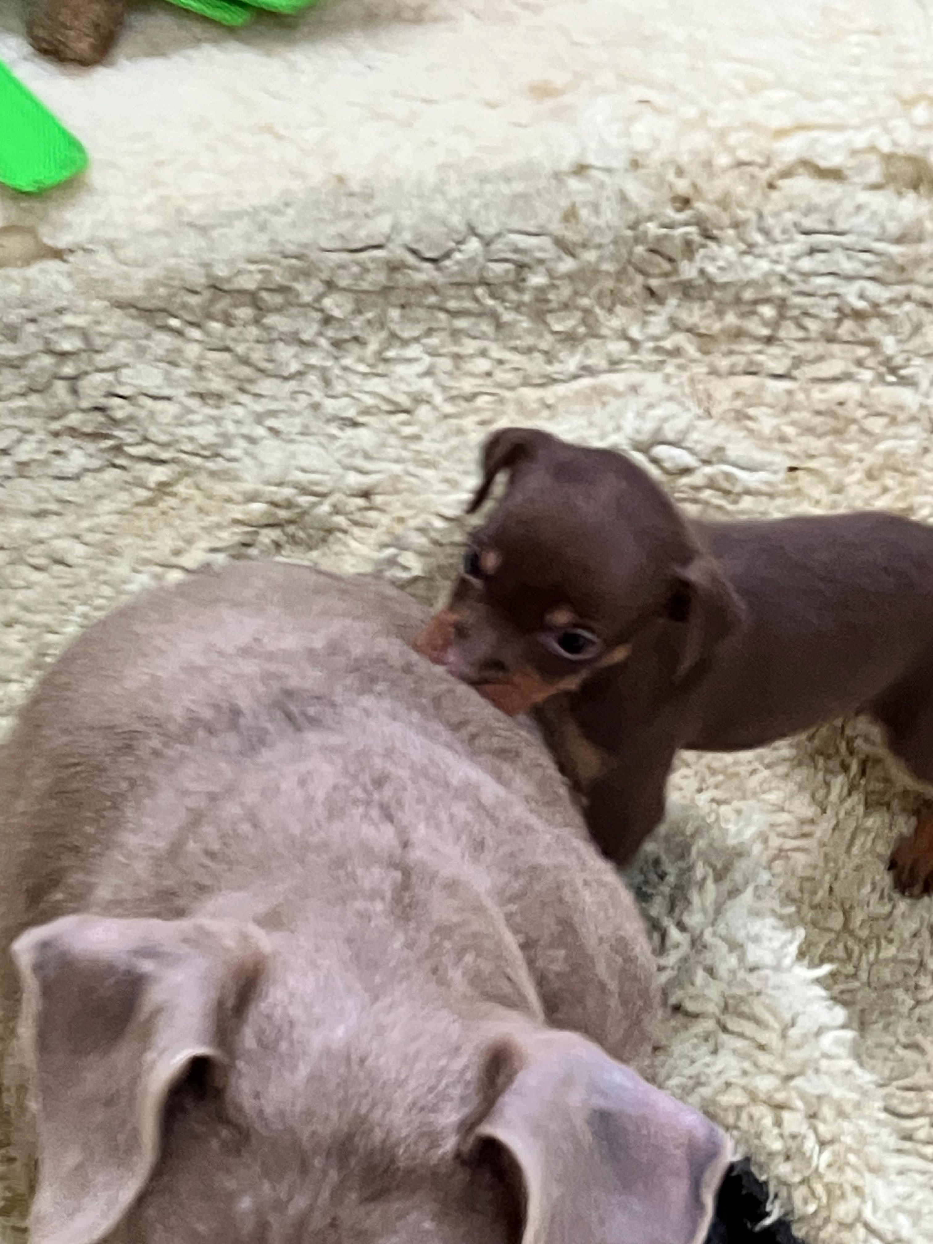 Chocolate M – Miniature Pinscher puppy for sale in Grandville, MI