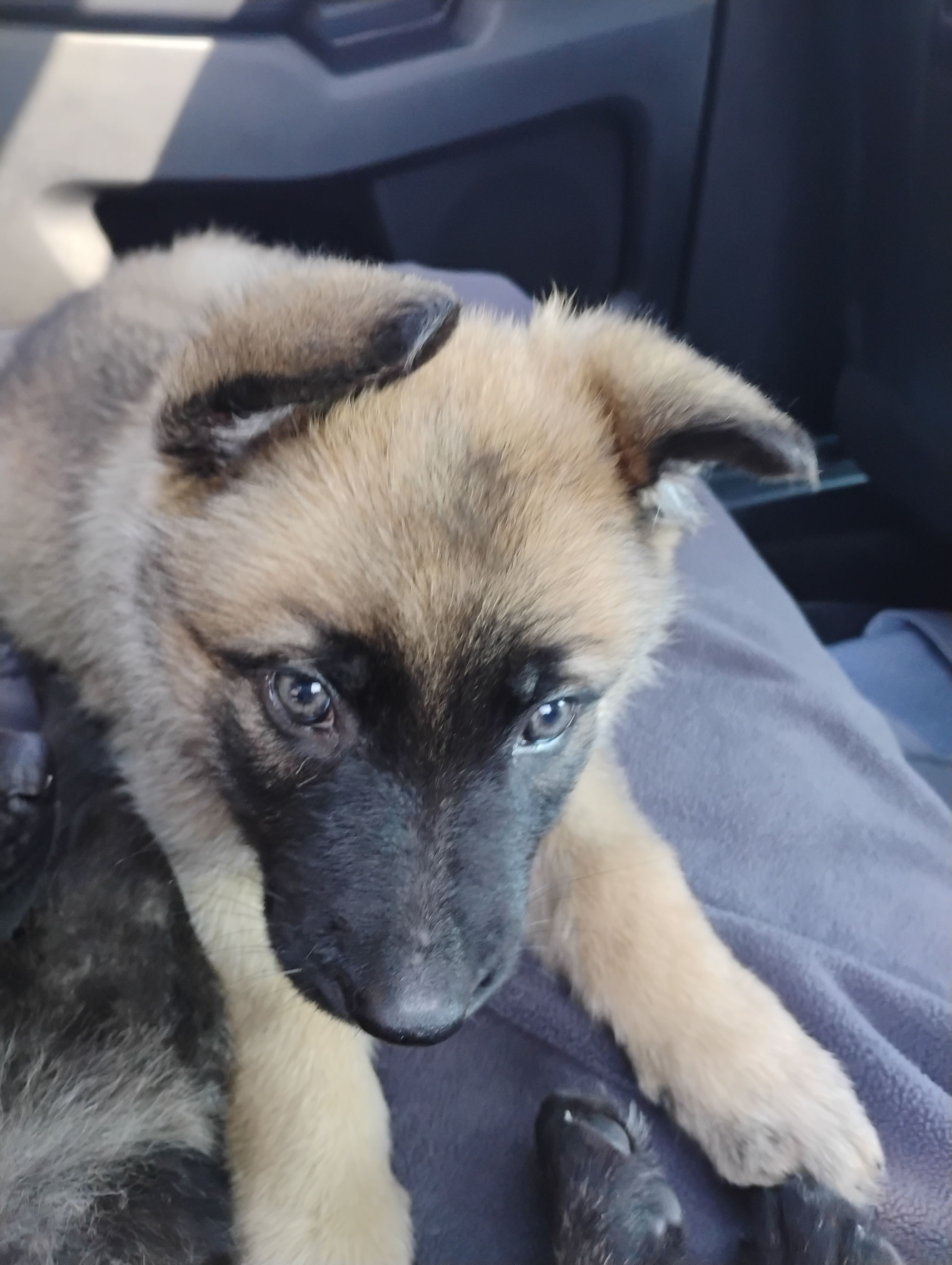 Yellow collar – German Shepherd Dog puppy for sale in Cleveland, VA