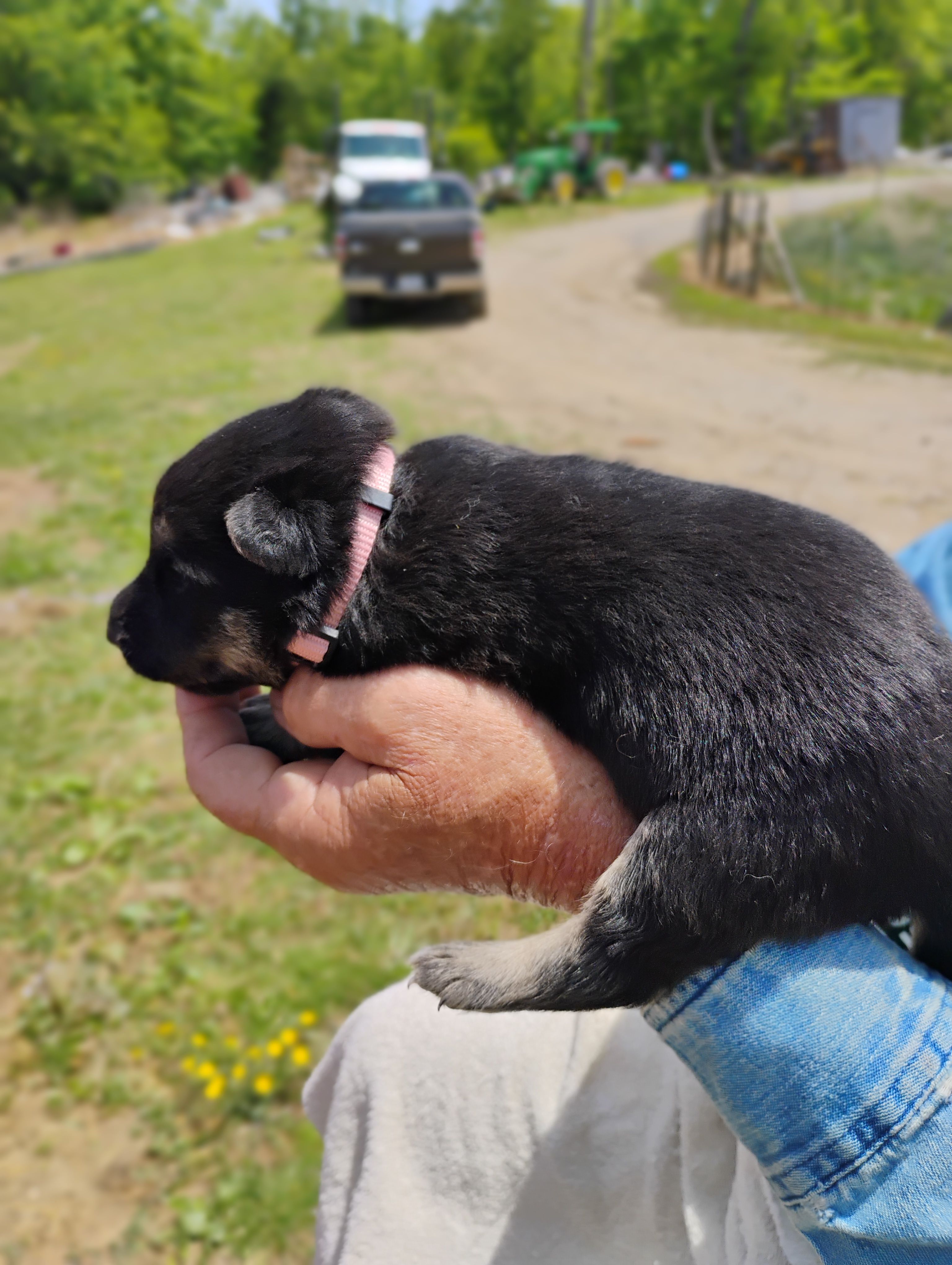 Apricot collar – German Shepherd Dog puppy for sale in Cleveland, VA